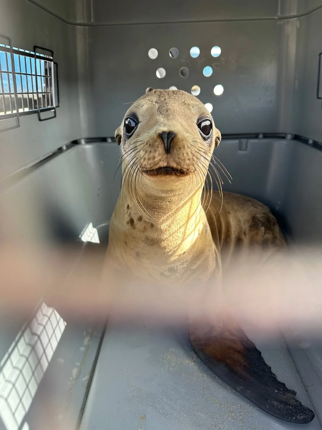 Our team recently rescued a small female California sea lion pup who we were happy to give the name &ldquo;Patience&rdquo; to, thanks to a generous donation by the Patience Wright Chapter of the Daughters of the American Revolution, honoring the lege
