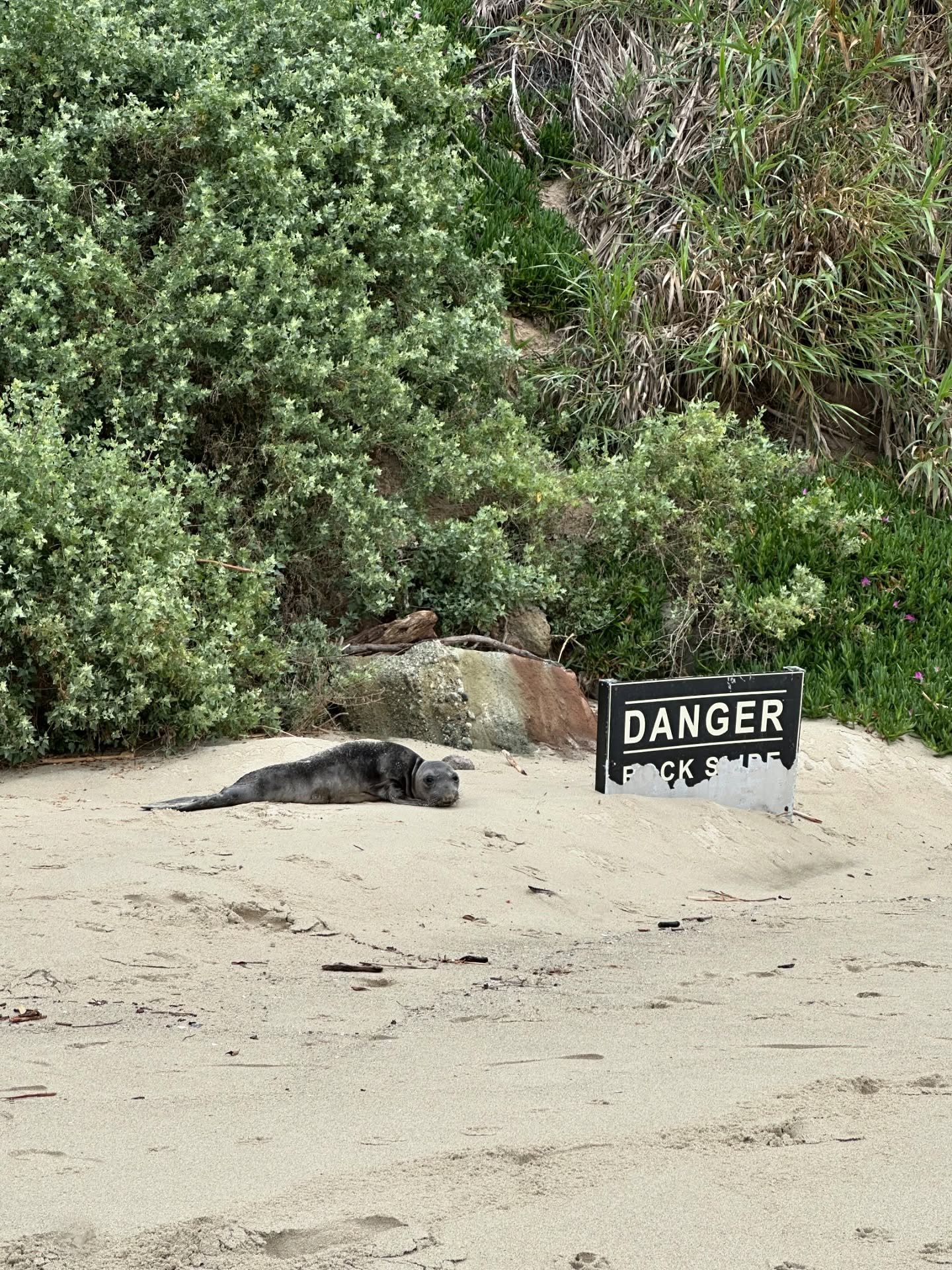 We have some sealiously big news&hellip; we currently have a squad of 4 Northern elephant seals in rehabilitation! Swipe to see their patient profiles ➡️

Say hello to Peeps, Quince, Shabby, and Tico! These very young seals were having a tough time o