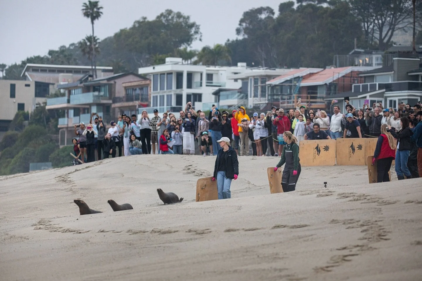 The crowd goes wild&hellip; 👏📸🥹 Happy National Sea Lion Day 🦭 

Photos by PMMC Volunteer: @ahmadalomarphotography