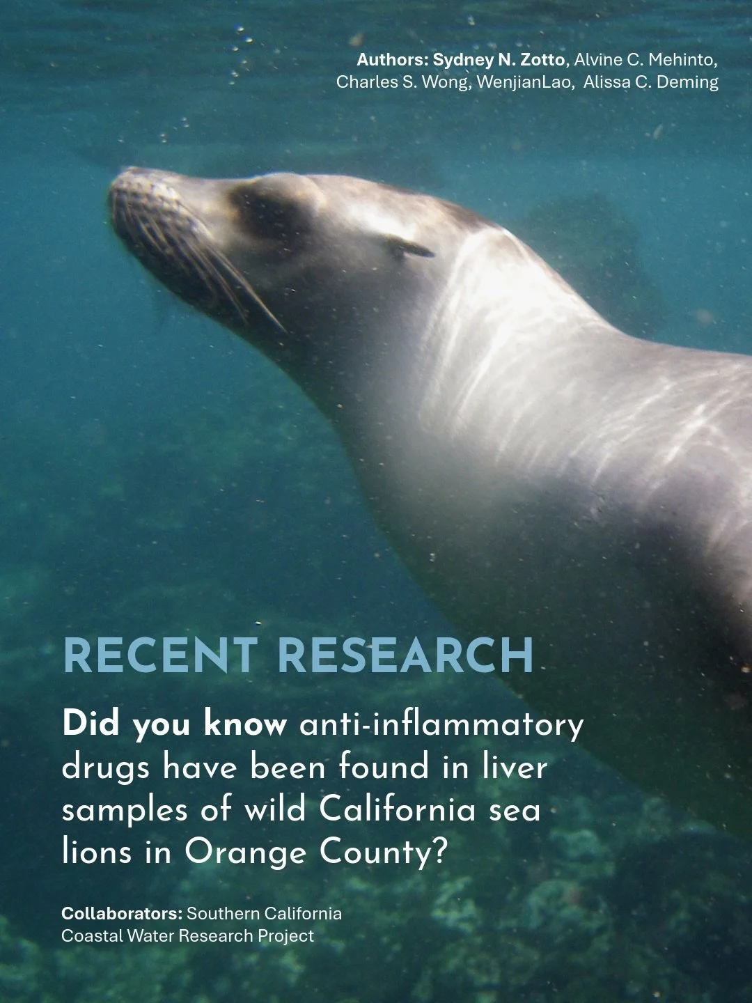 In honor of #worldoceanday, we are sharing some of our recent research! 🌎🔬🌊

Did you know anti-inflammatory drugs have been found in liver samples of wild California sea lions in Southern California? PMMC&rsquo;s VP of Conservation Medicine + Scie