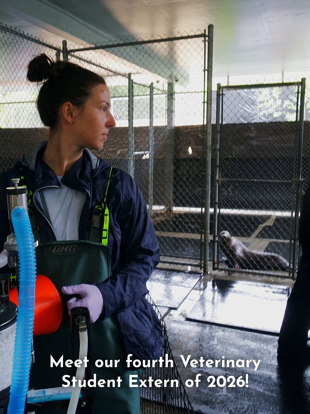 Meet our 4th and final veterinary student extern of the season, Ciara Pavlinac! Ciara is currently a 4th year veterinary student at the University of Florida and originally from Michigan. Ciara is hoping to pursue a career in clinical and anatomic pa
