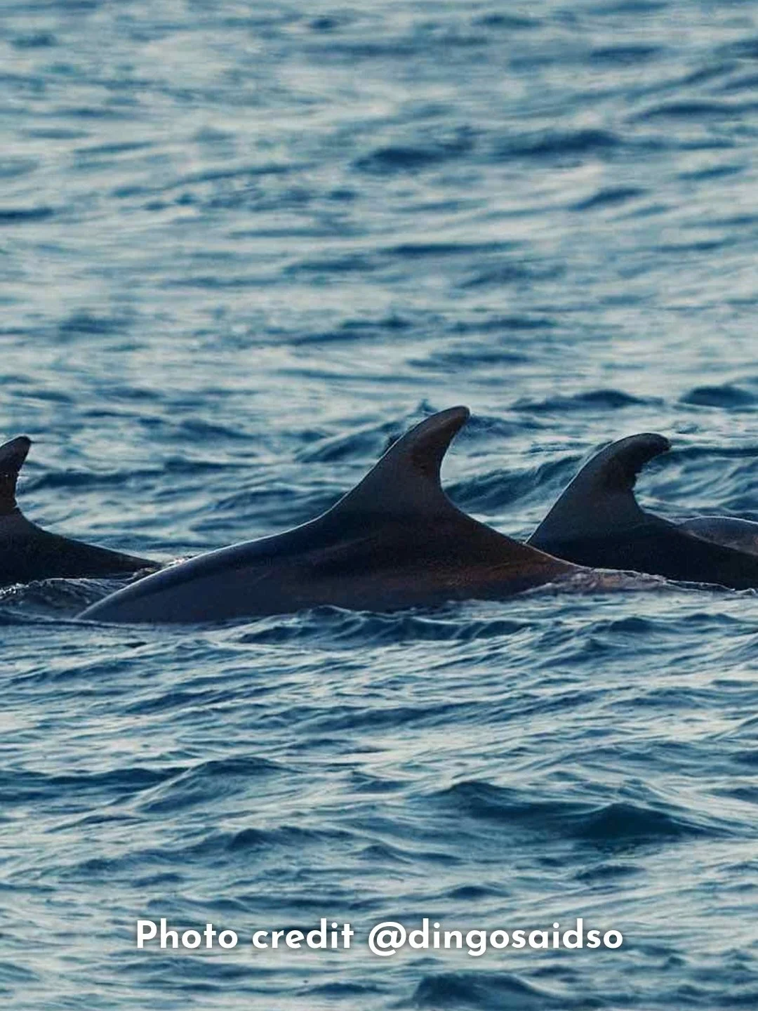 Summer is here &amp; so are the dolphins and whales off our coast! ☀️ Sightings have been making a big splash off our coastline, swipe through 👉 to check out some recent sightings! 🐬🐋🏄&zwj;♀️&nbsp;
&nbsp;
If you spot a dolphin or whale while at t