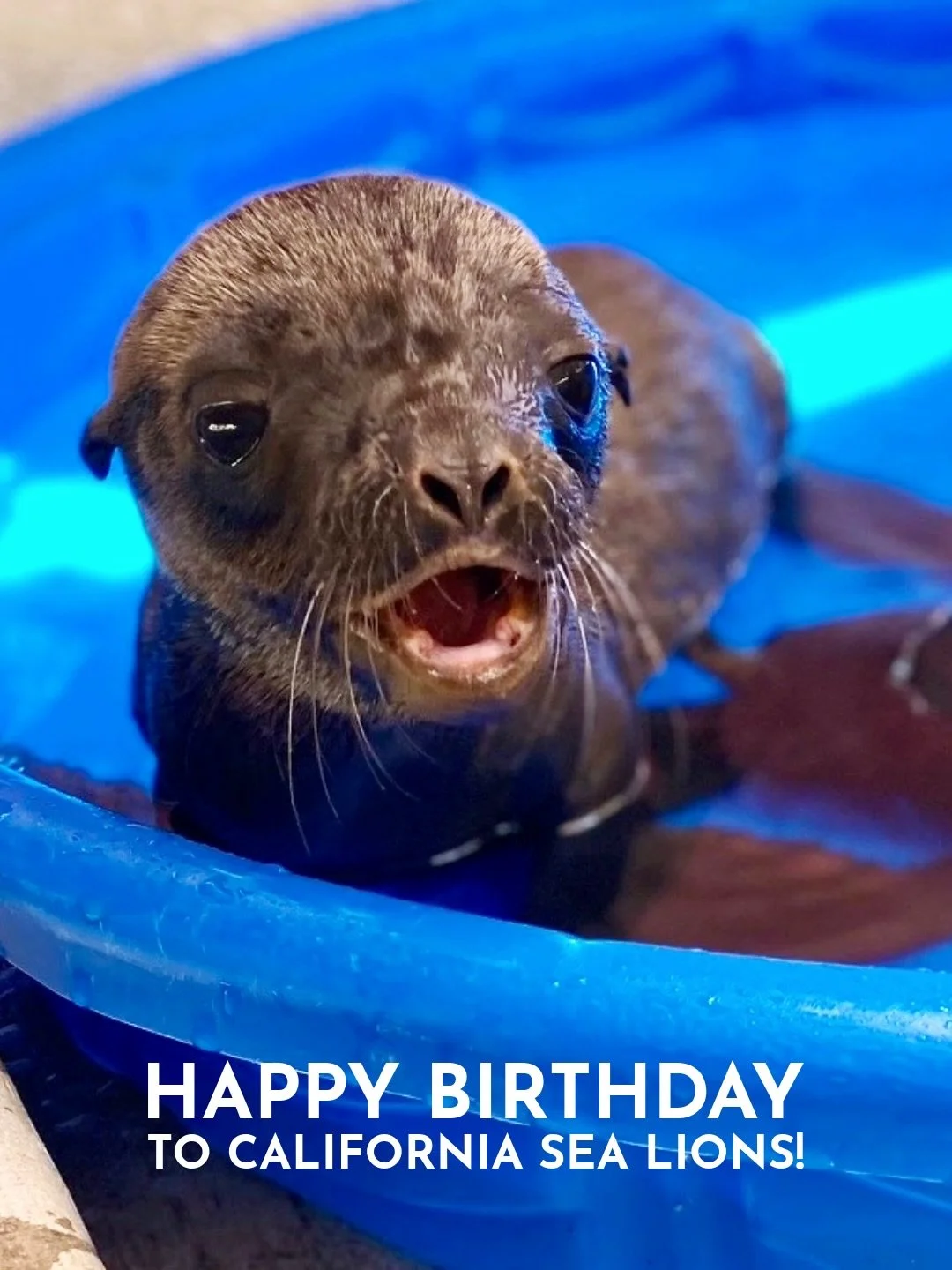 Happy Birthday to California Sea Lions (Zalophus californianus)! 🥳
&nbsp;
Did you know that in the wild, over half of all California sea lion pups are born on June 15th? This is due to synchronized reproduction, where breeding, birth, and weaning ha