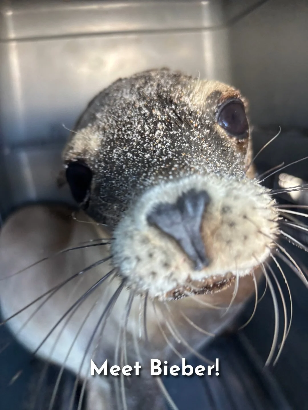 Is it clocking to you that we have a new superstar patient? Meet Bieber! 🎤⭐️ #bieberfever 
&nbsp;
🦭 She is a female California sea lion pup who stranded on Calafia State Beach in San Clemente on May 29th, 2026. She was located very close to the pub