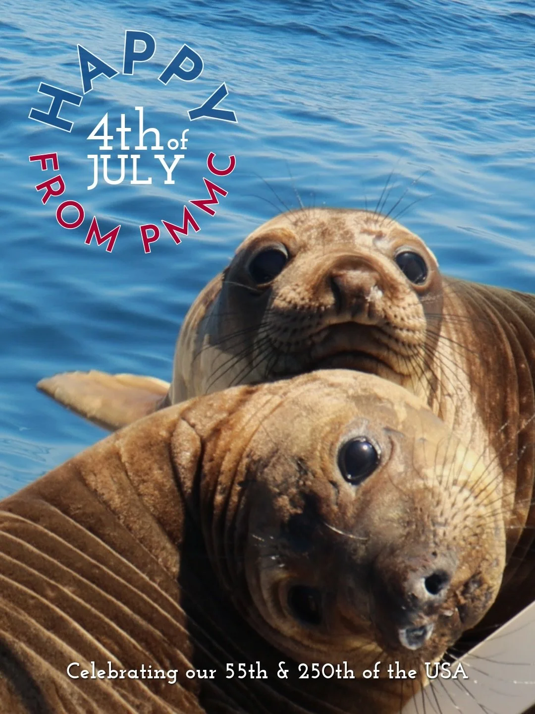 On this Independence Day and 250th Anniversary of the USA, we are also celebrating 55 years of PMMC! Established in 1971, our center has been caring for marine mammals ever since. Happy 4th and stay safe! 🩵🦭🇺🇸 

Protect our wildlife this summer s