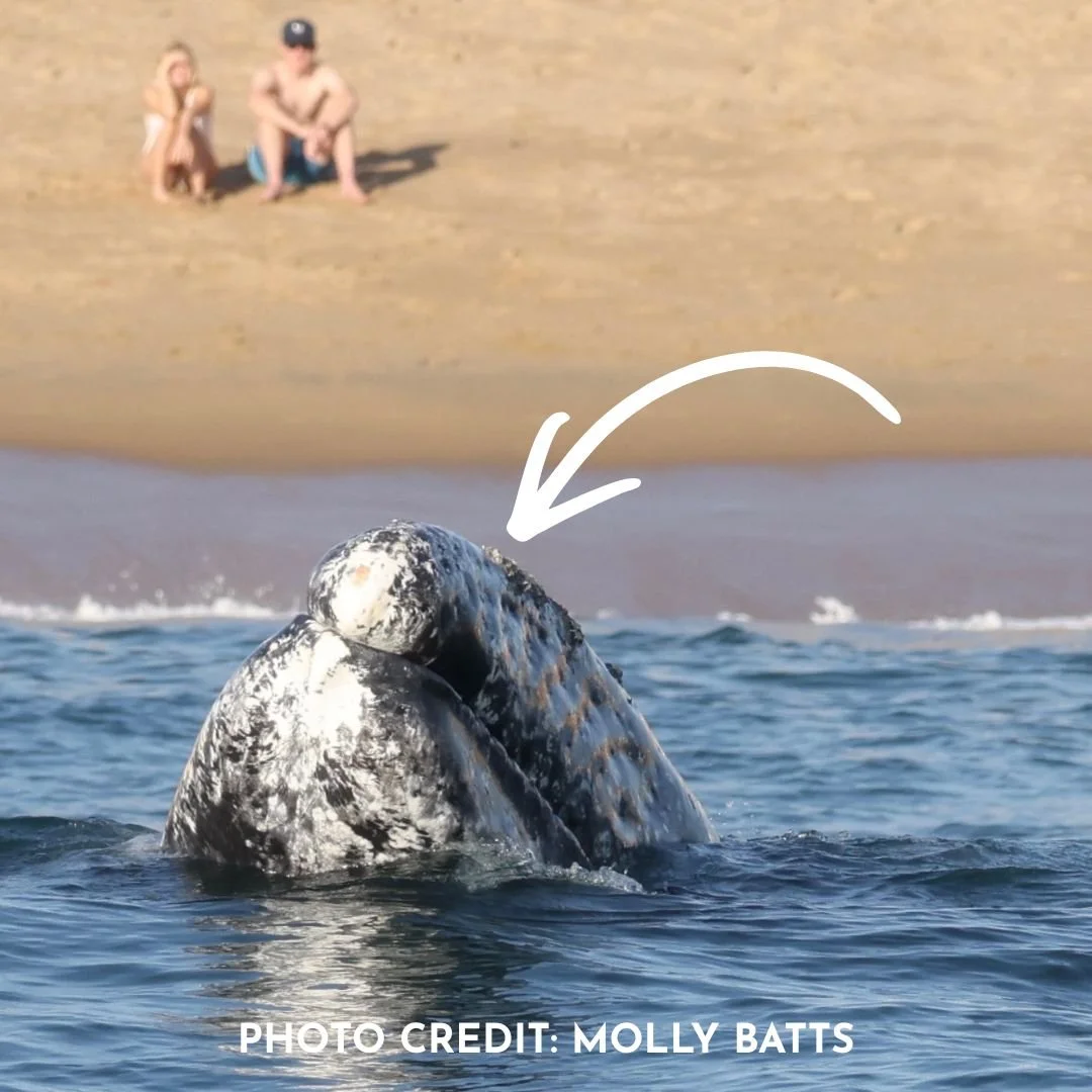 ⁉️ Did you know whales can have external parasites called ectoparasites? 👀

⁉️ Did you know gray whales (Eschrichtius robustus) host 1 species of barnacle (Cryptolepas rhachianecti) &amp; 2 species of whale lice aka cyamids? 🦀

Gray whales are born