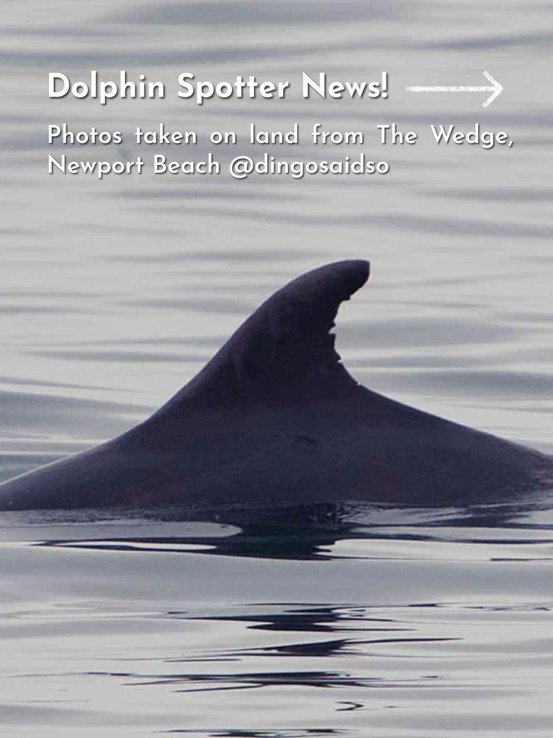 It&rsquo;s a MATCH! Meet... Wedgie! 🐬🎉&nbsp;
&nbsp;
Dolphin Spotter has officially identified our FIRST coastal bottlenose dolphin, (Tursiops truncatus), resight thanks to one of our amazing Dolphin Spotters, @dingosaidso !&nbsp;&nbsp;
&nbsp;
Wedgi