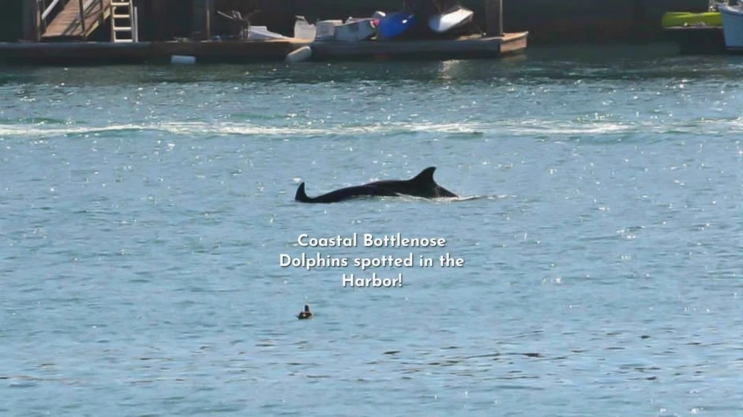 A huge thank you to our friends &amp; partners at Kerckhoff Marine Laboratory (KML) for being Dolphin Spotters! Located right near the entrance of Newport Harbor, KML is a FIN-tastic hot spot to catch dolphins cruising through the harbor from land! ⛵