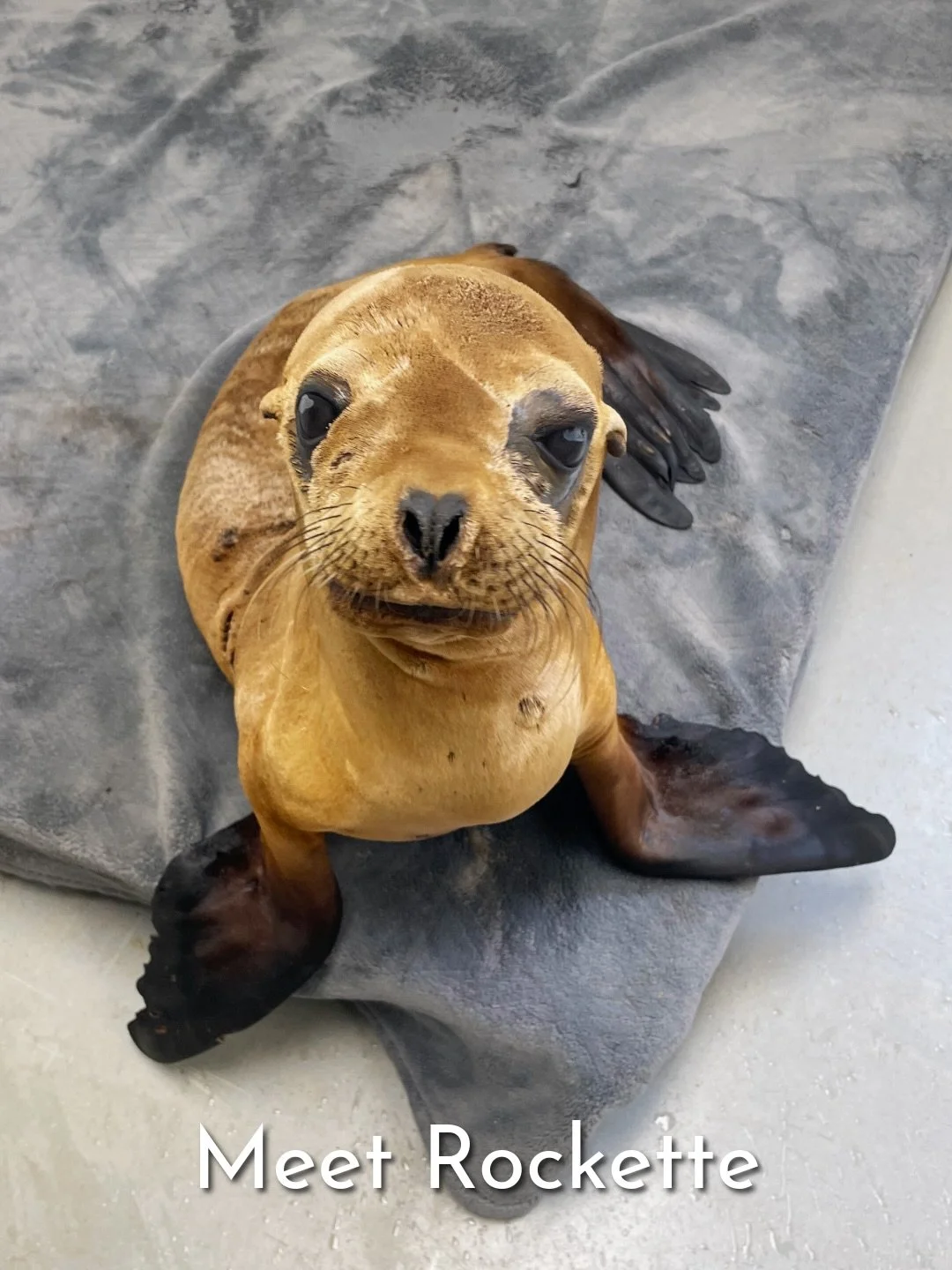 Meet Rockette (pt. 1) 🌟

She is a female California sea lion pup, rescued from the rocks near Three Arch Bay in Laguna Beach, on May 25th 🦭 Her rescue was quite challenging due to a very narrow pathway down to the beach and her location on the rock