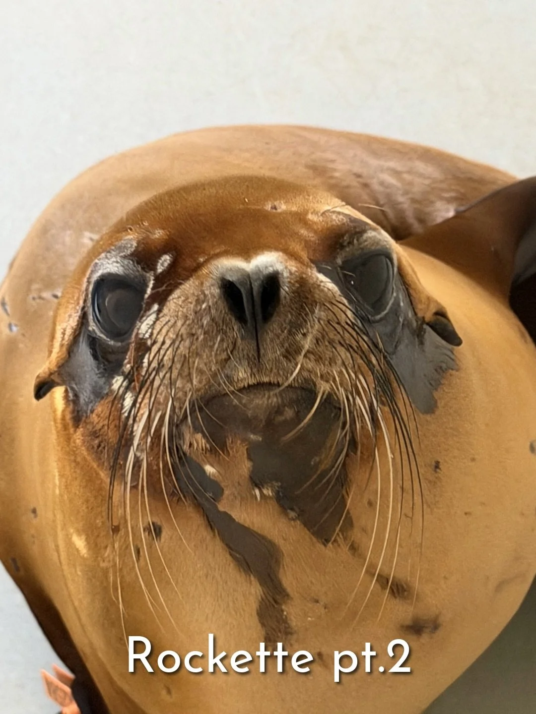 ⭐️ Rockette Pt. 2

After several weeks of being in critical condition, Rockette&rsquo;s flipper swelling, kidney infection, and abscesses, had all cleared and healed incredibly well. By mid-June, she developed mineral opacities in both corneas, prese