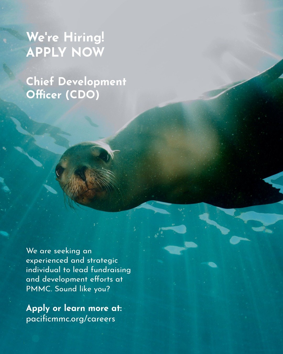 ⭐ We are #hiring! PMMC is seeking an experienced and strategic individual to lead the organization&rsquo;s fundraising and development efforts, as Chief Development Officer (CDO). Reporting to the Chief Executive Officer and serving as a member of th