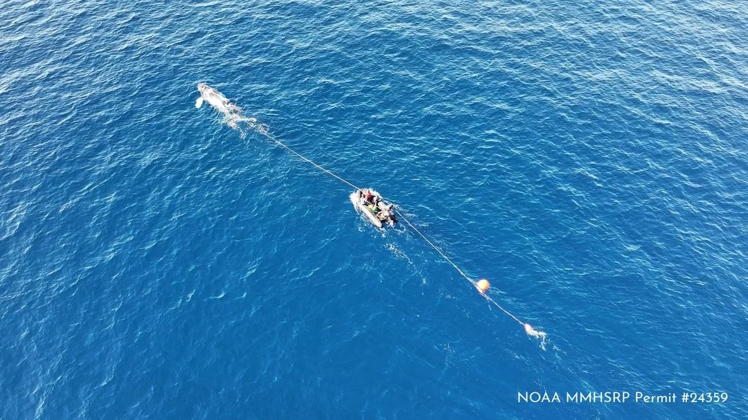 On Sunday, October 18th, NOAA Fisheries West Coast Stranding Network Partner, Entangled Whale Response Orange County (EWROC), SeaWorld San Diego, &amp; Pacific Marine Mammal Center (PMMC), responded to a report of an entangled humpback whale that was