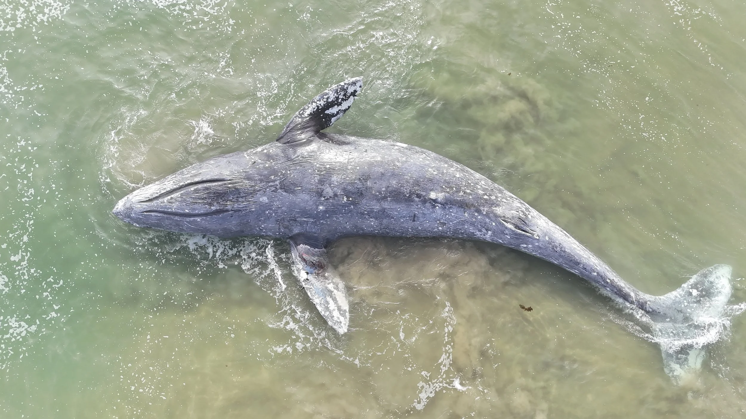 Gray Whale HB 4.11.25.JPG