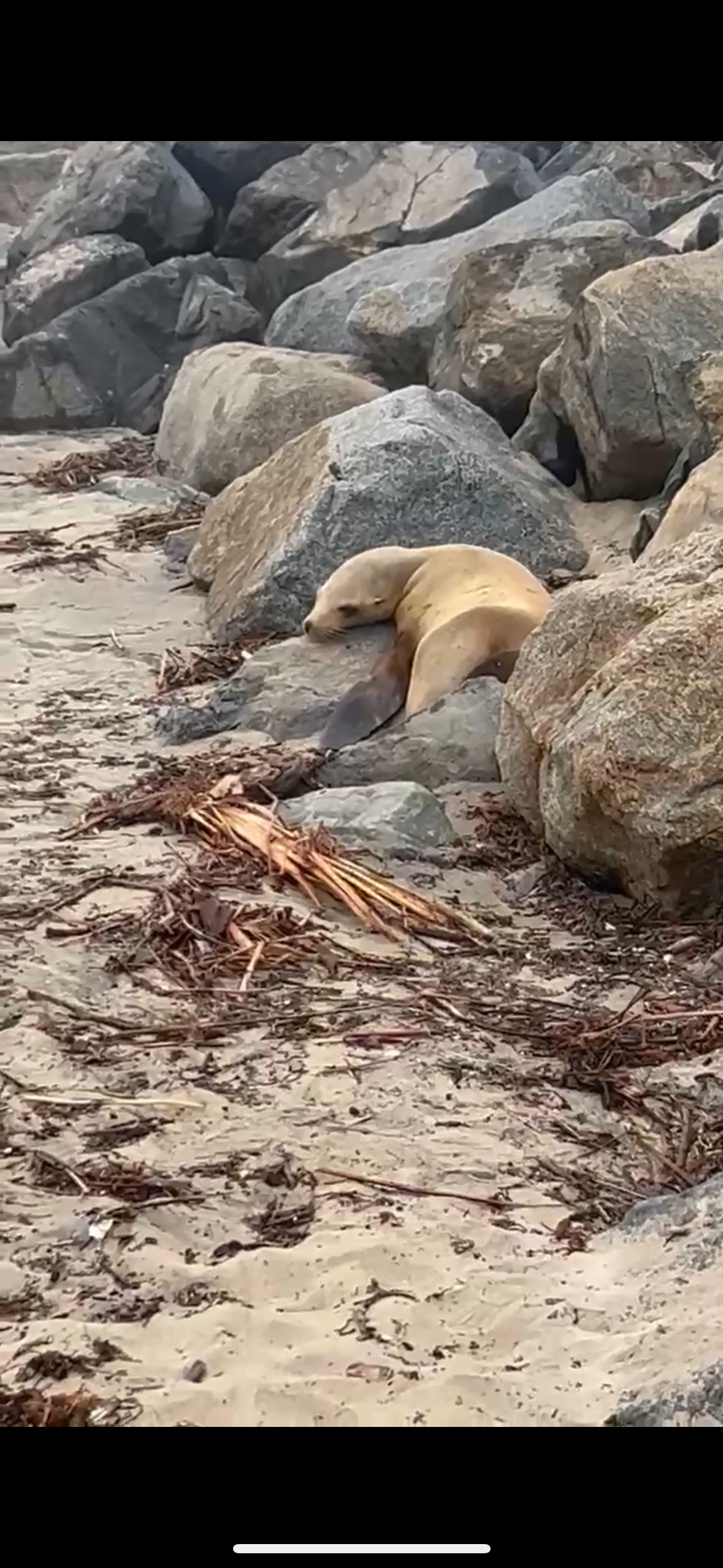 Z-25-02-27-017_Nectar_Stranding Photo_02.27.25.PNG