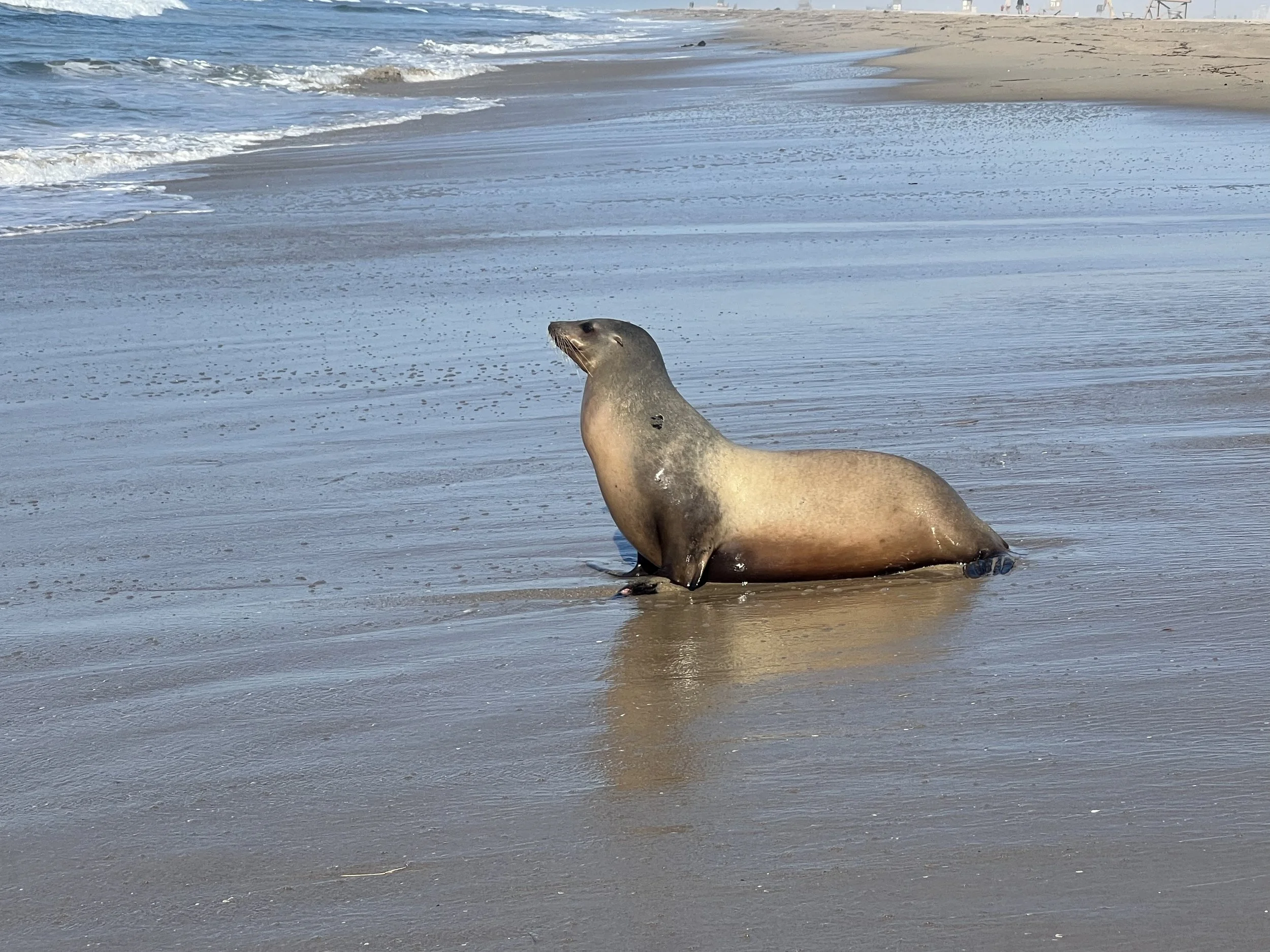 Z-25-02-24-016_Weaver_Photo_Stranding_02.24.2025 (2).JPEG