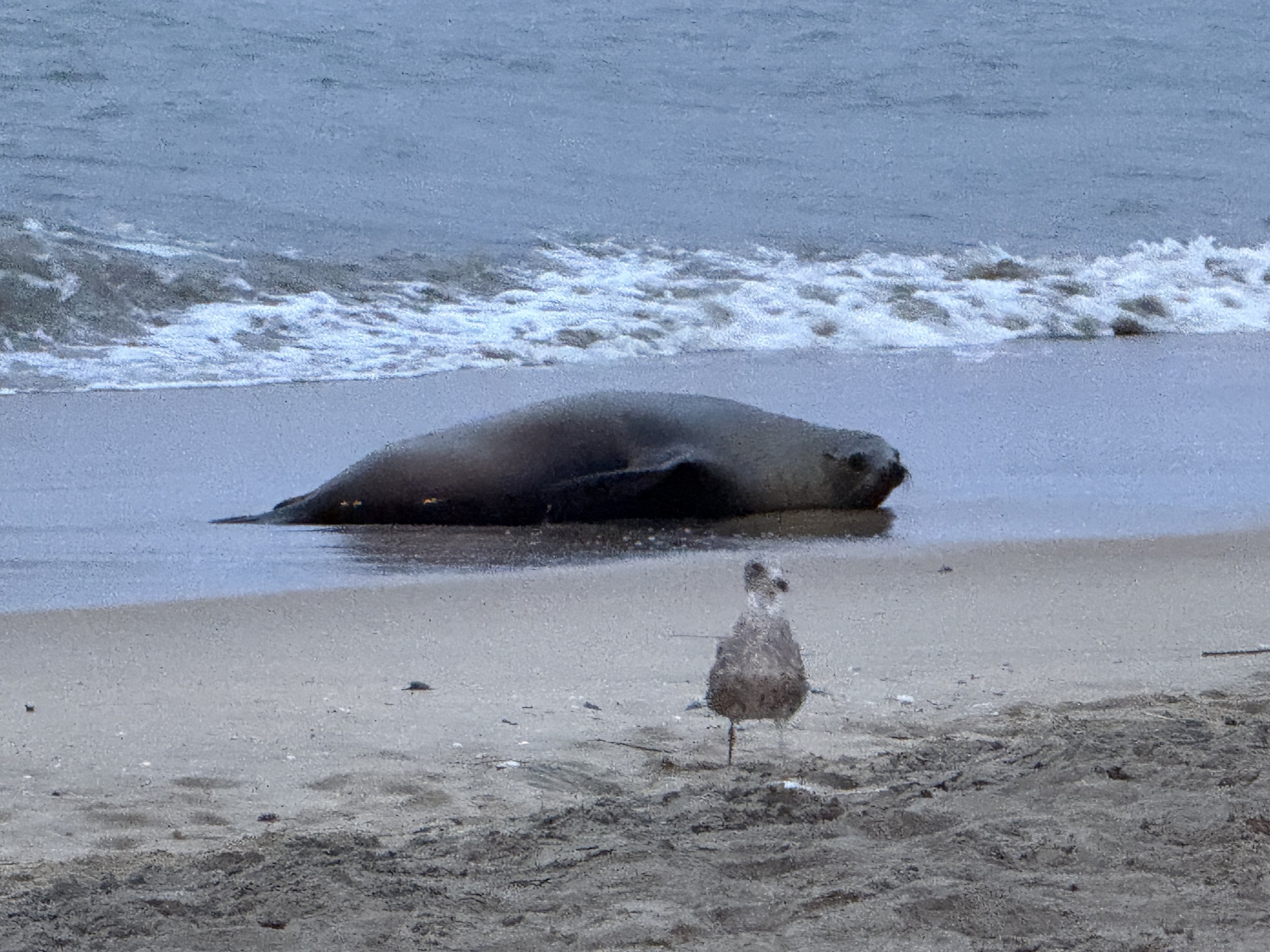 Z-25-03-11-028_Aries_Photo_Stranding_03.11.2025 (2).JPEG