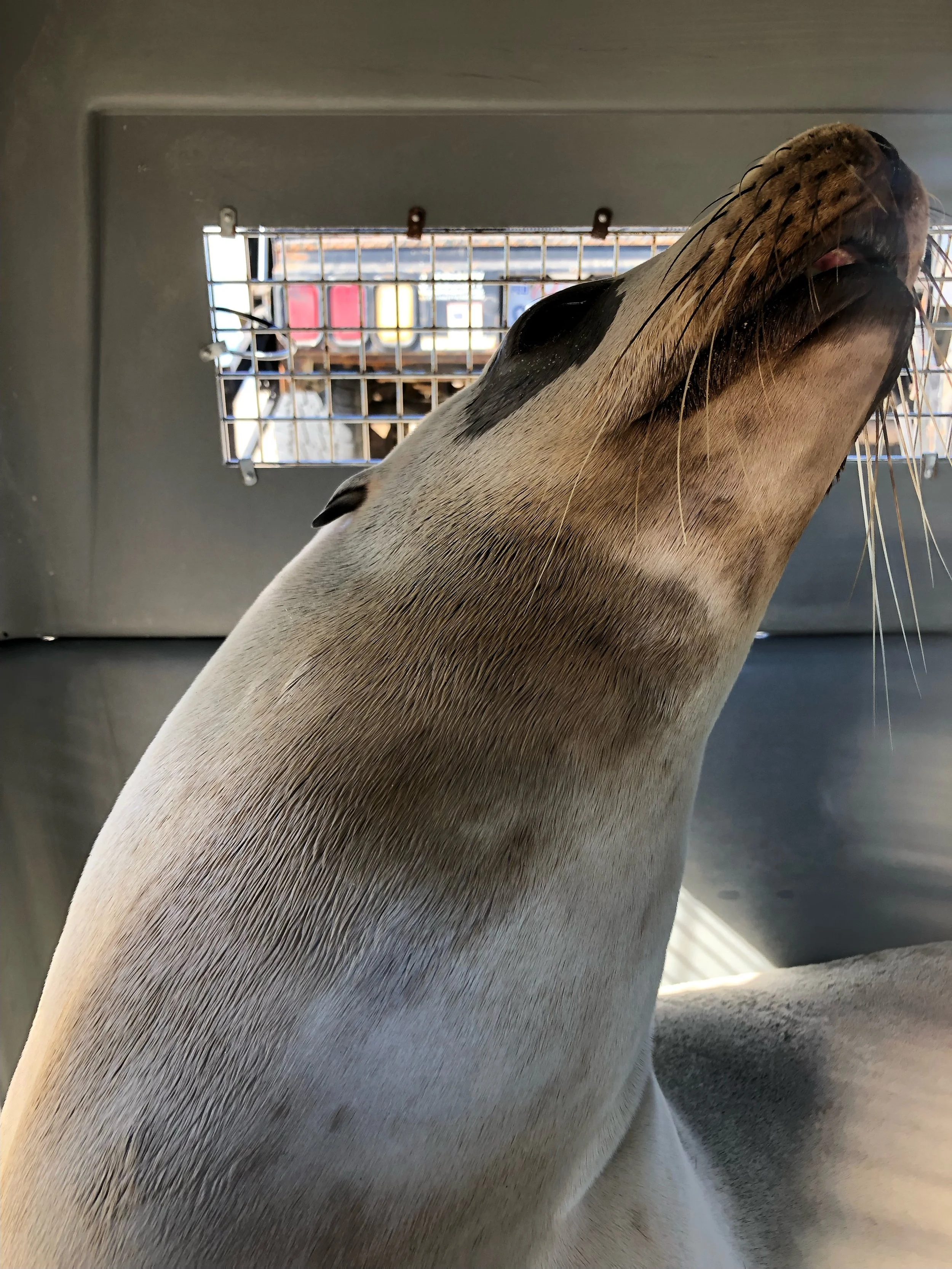 Spooky Rescue (1).JPEG