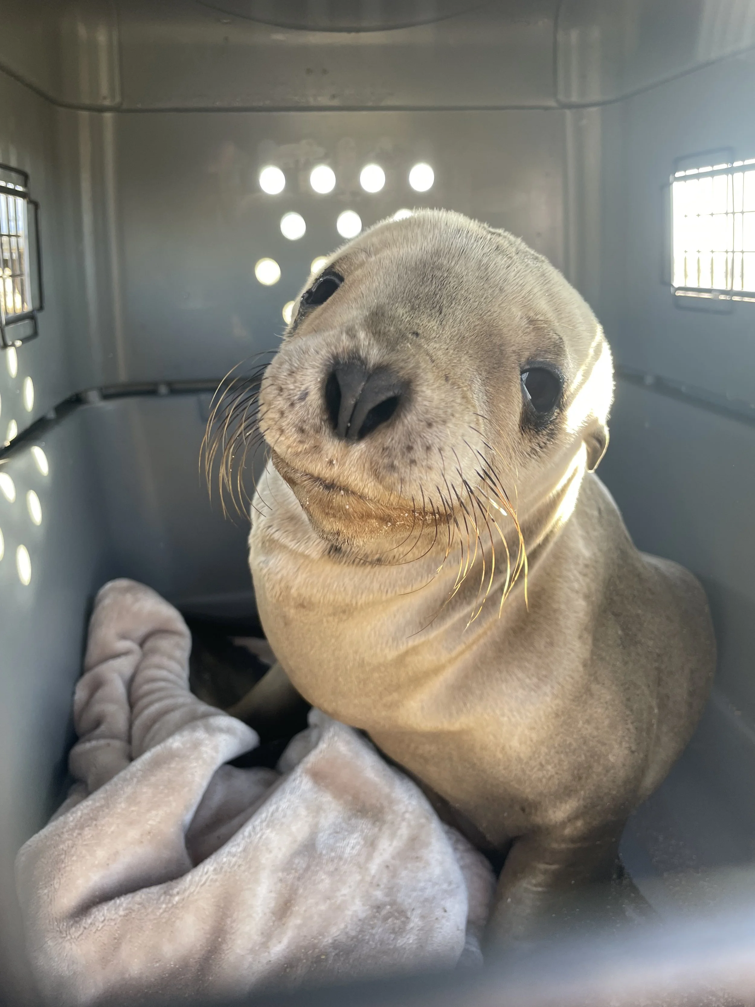 Z-25-12-03-338 Nikoi Rescue Photo.jpg