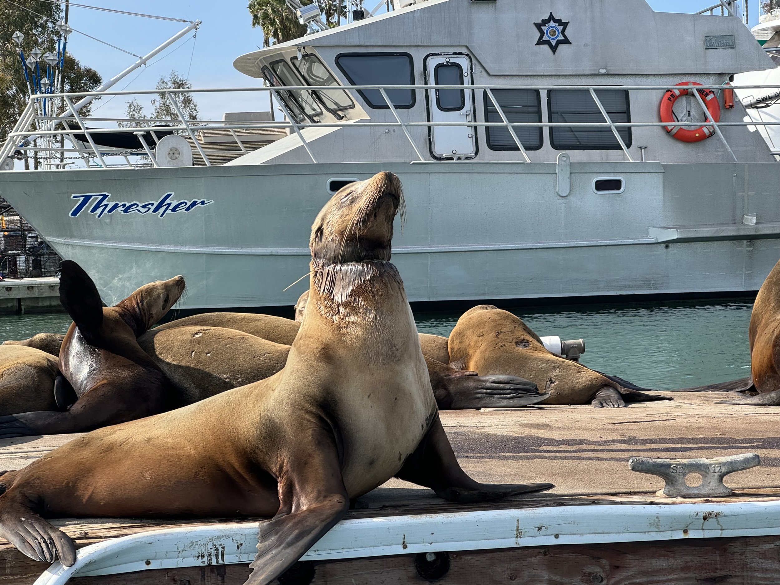 Pacific Marine Mammal Center Witnesses Surge in Patients,  Highlights Epic Rescue of Tad the California Sea Lion