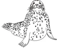 Harbor Seal Clip Art.jpg