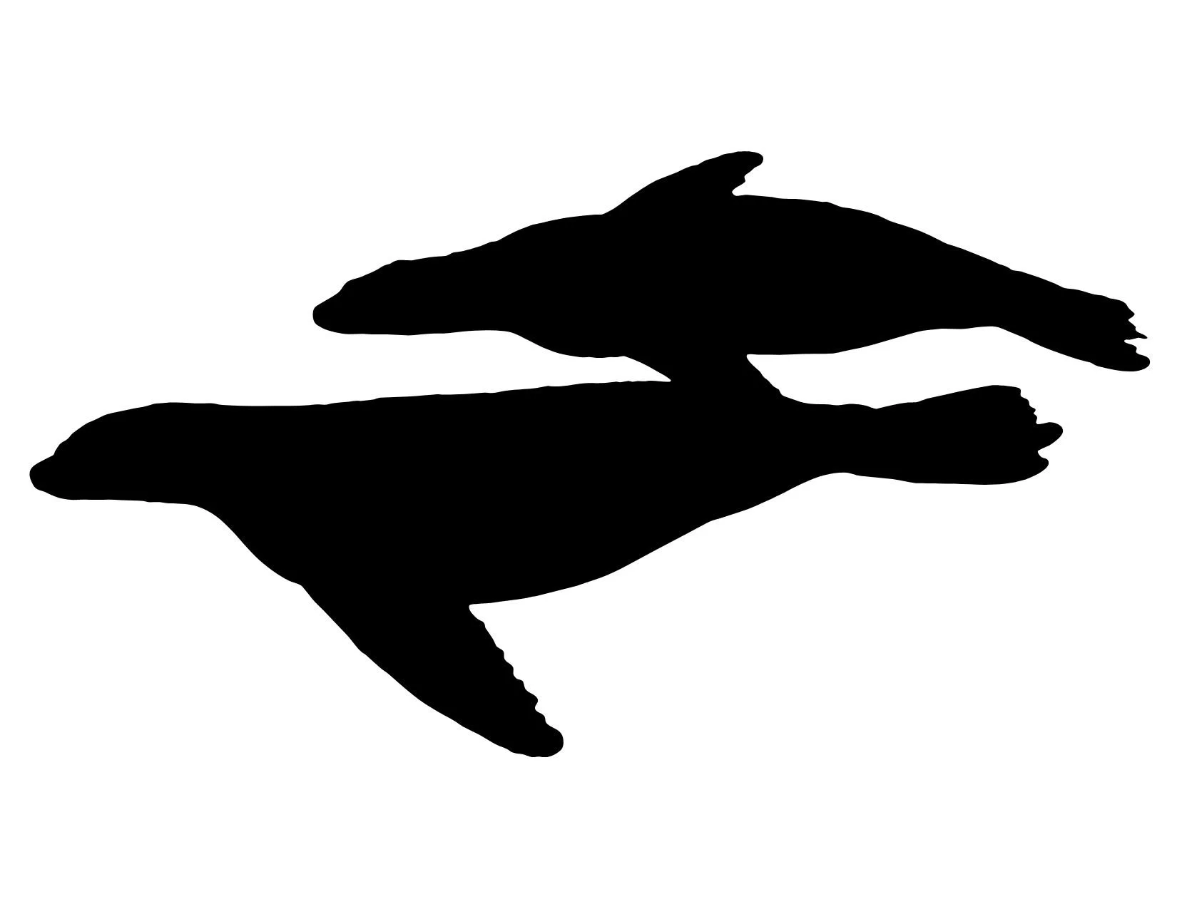 PMMC Sea Lions Black.jpg