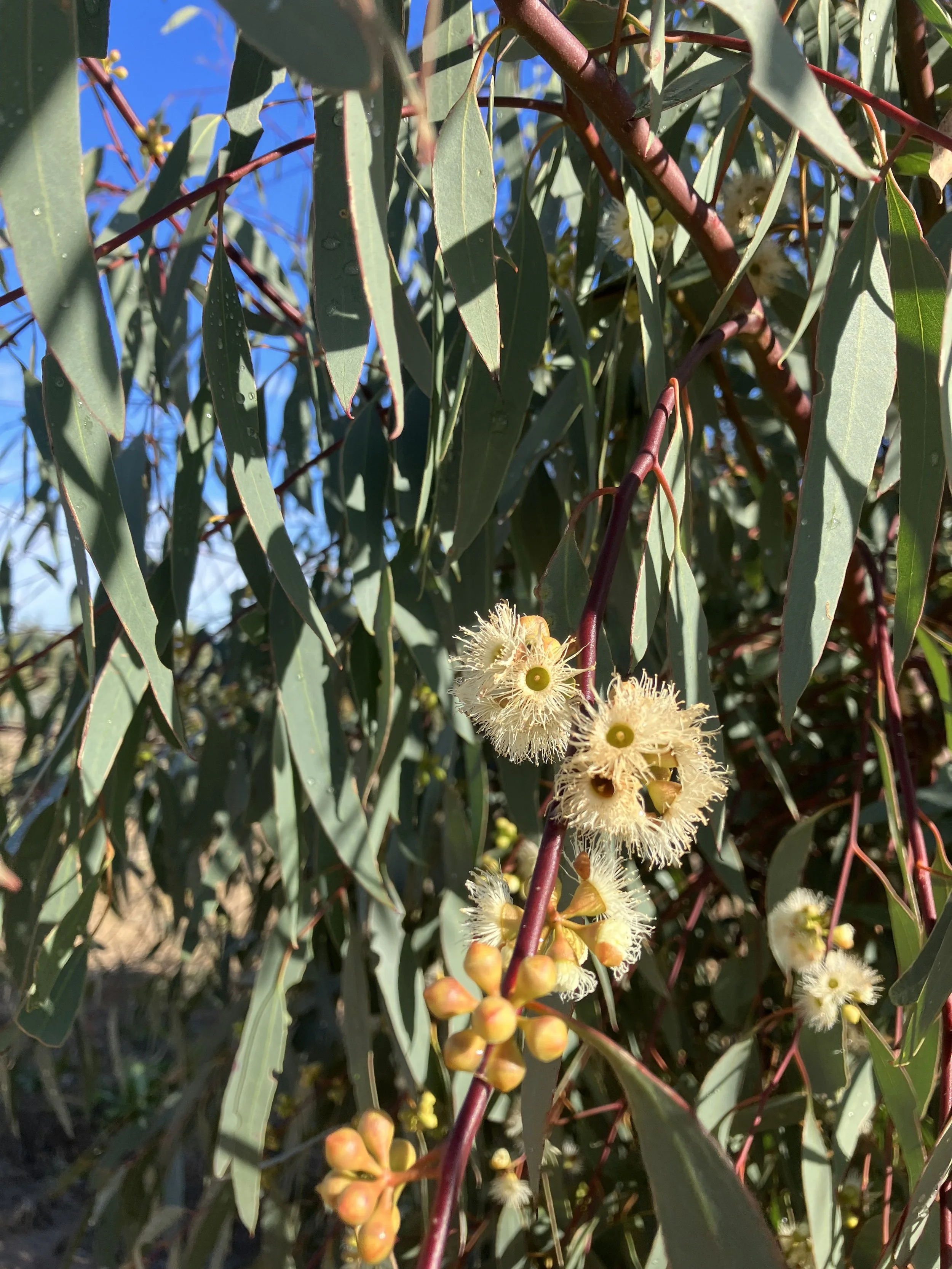 Yellow Box (Eucalyptus melliodora)