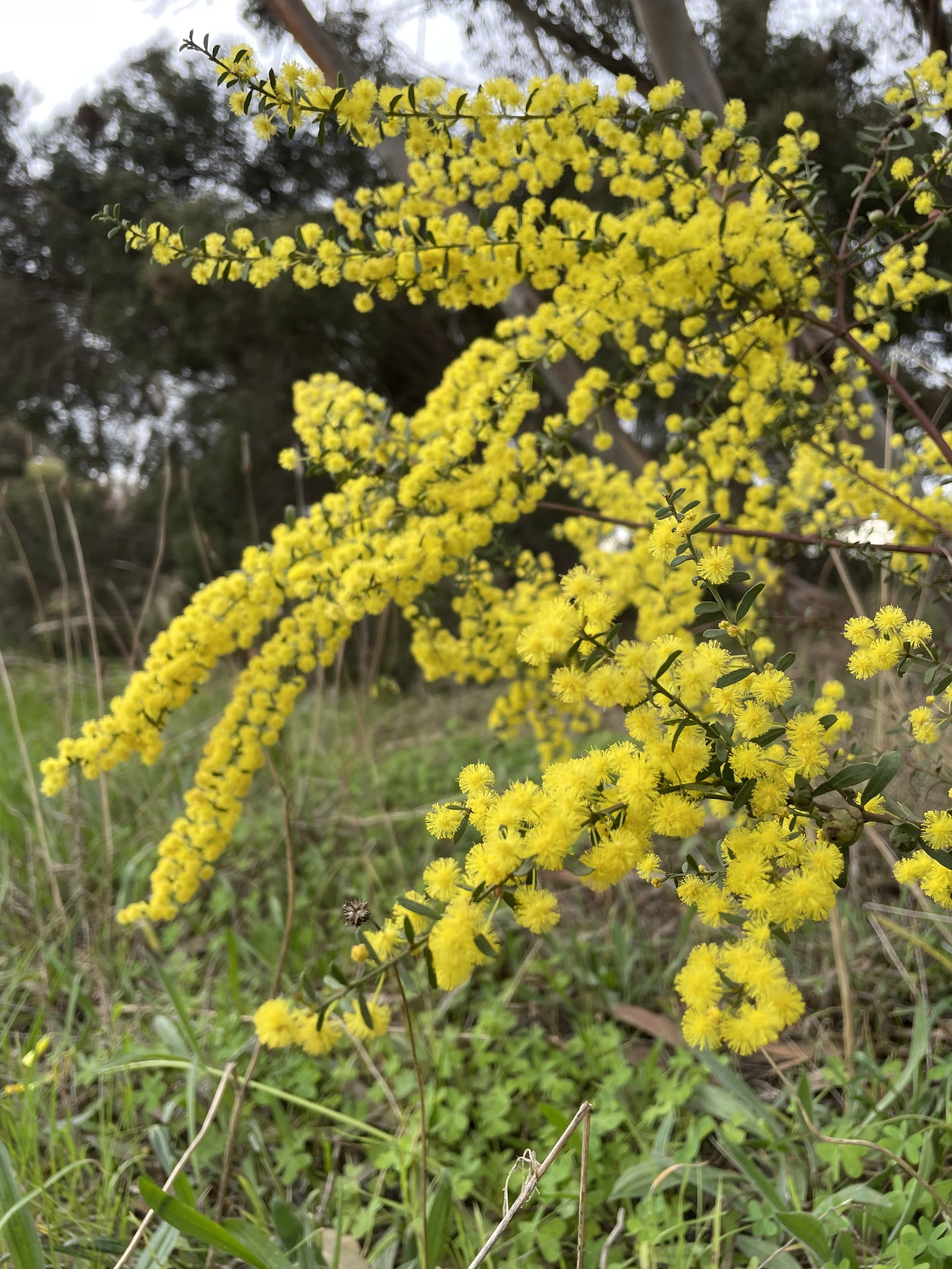Gold Dust Wattle (Acacia acinacea)