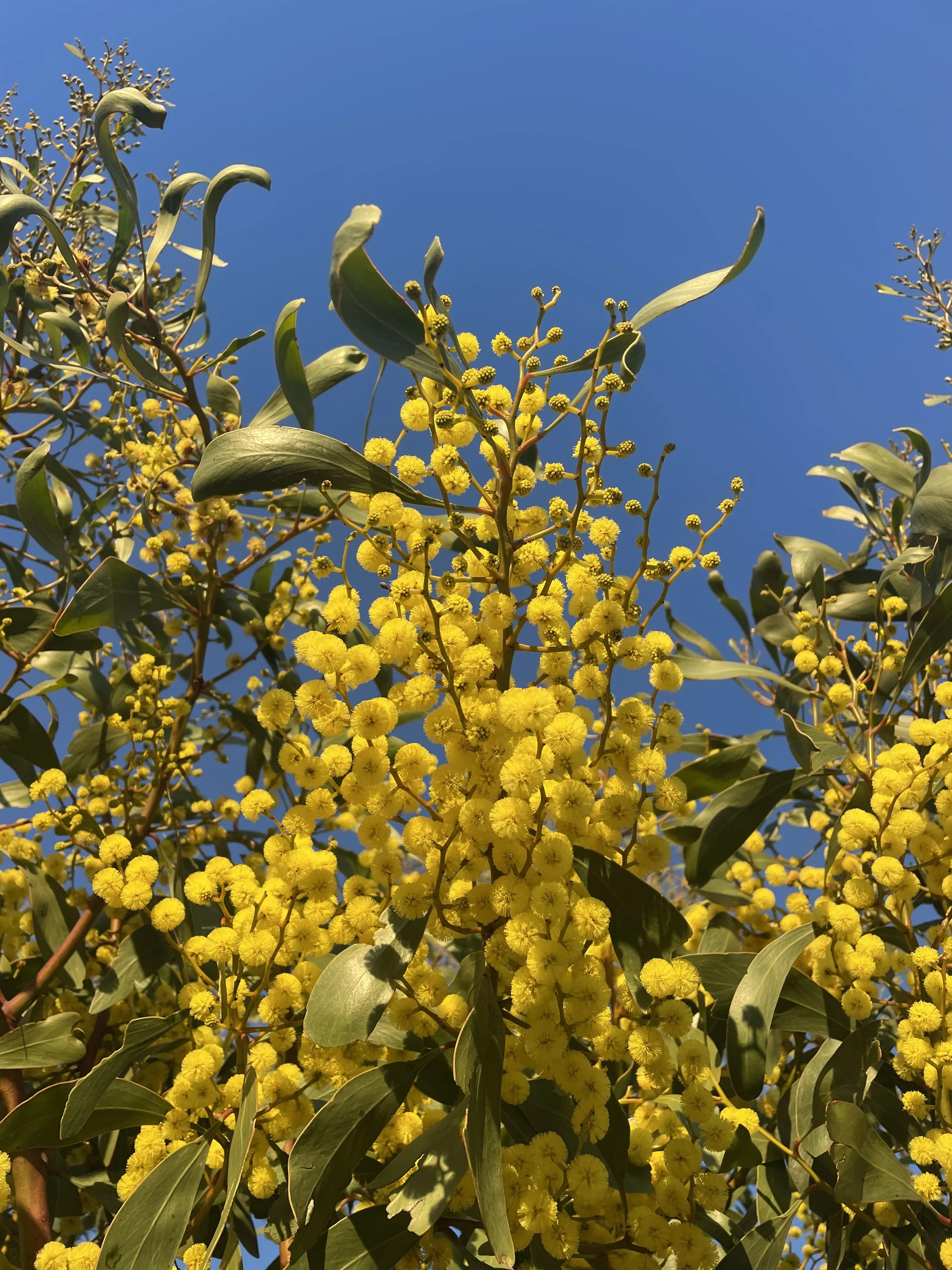 Golden Wattle (Acacia pycnantha)