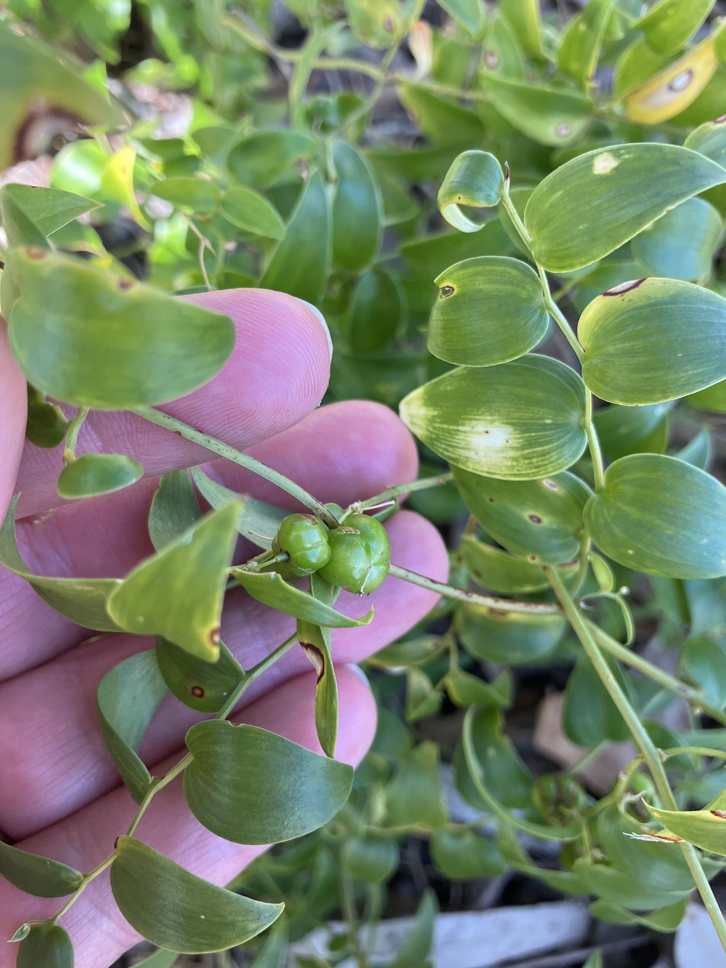 Bridal Creeper