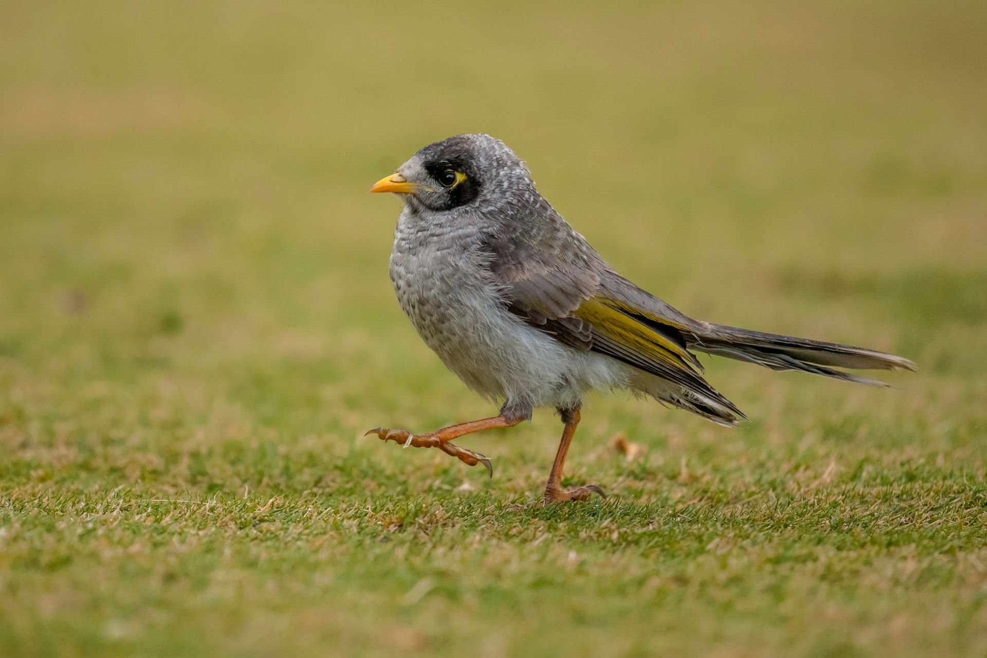 Noisy miner (image credit Georgina Steytler (wildandendangered.com.au)