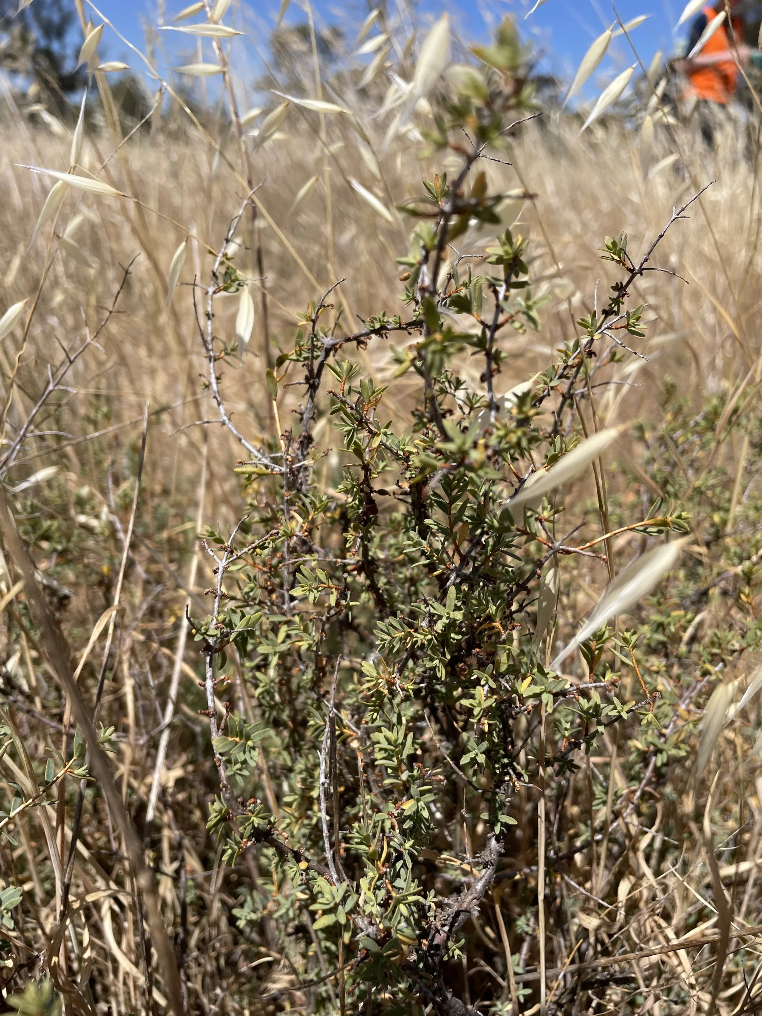 Mature Wimmera Riceflower plant