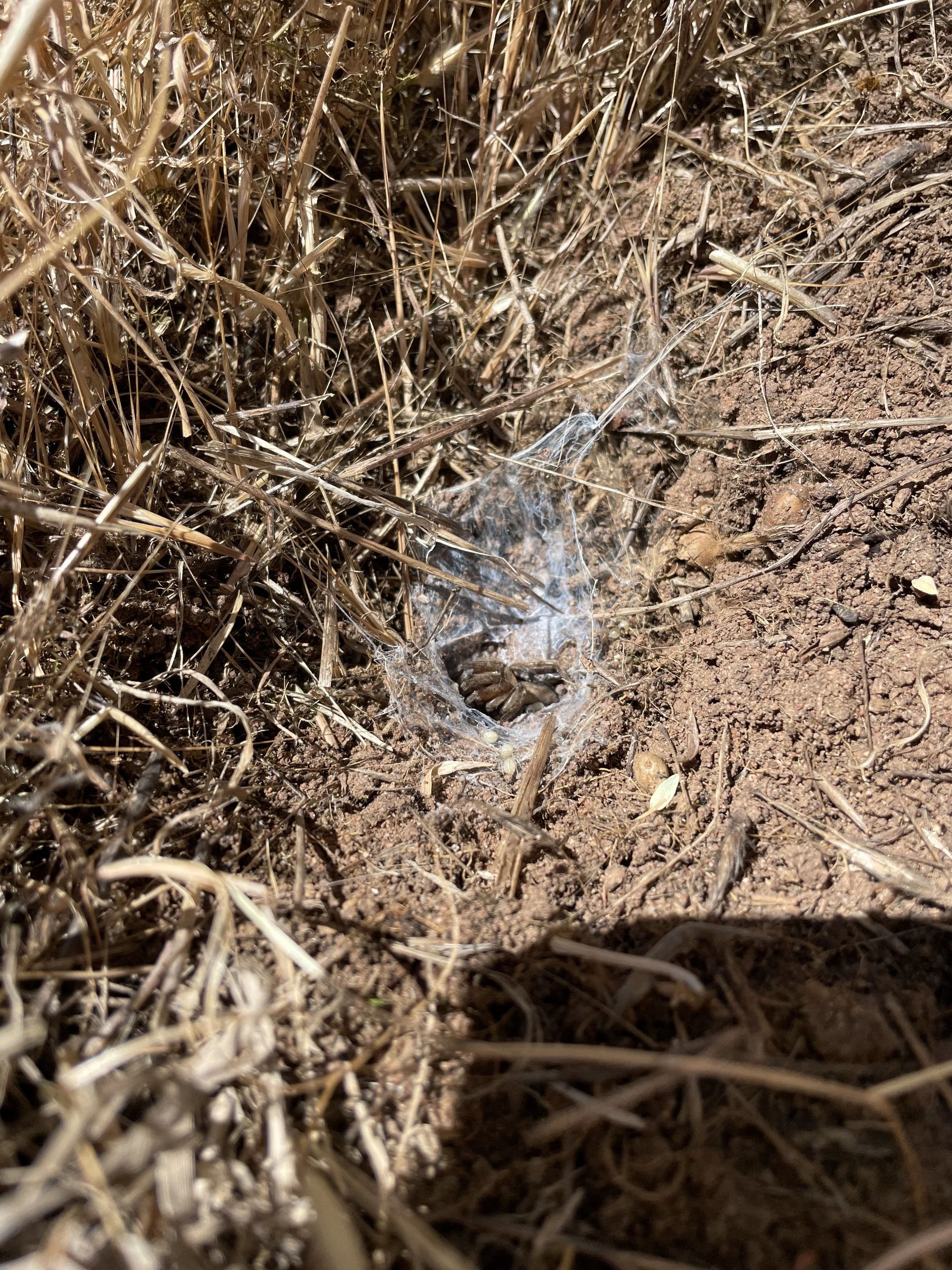 We disturbed a spider!