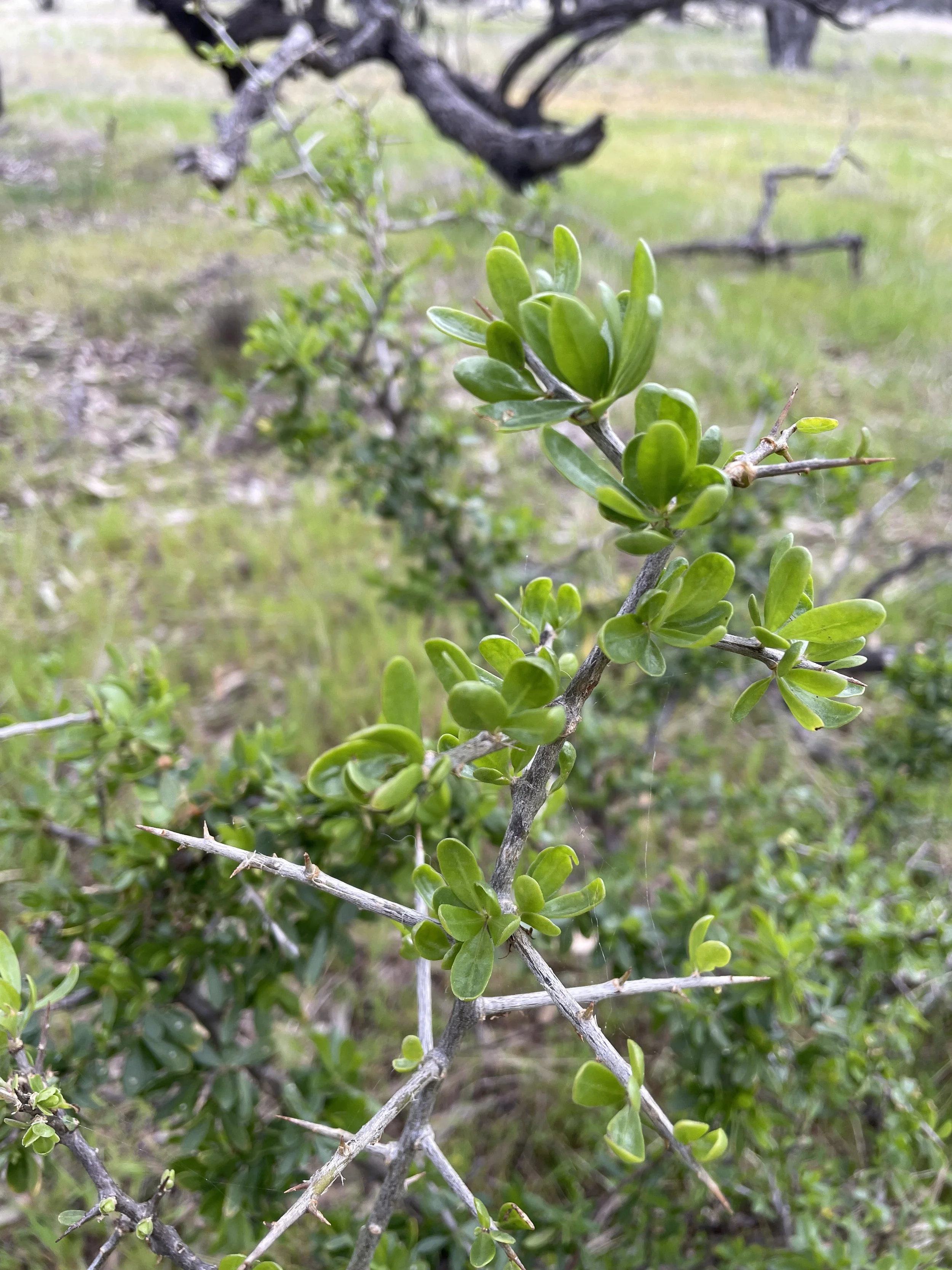 Boxthorn