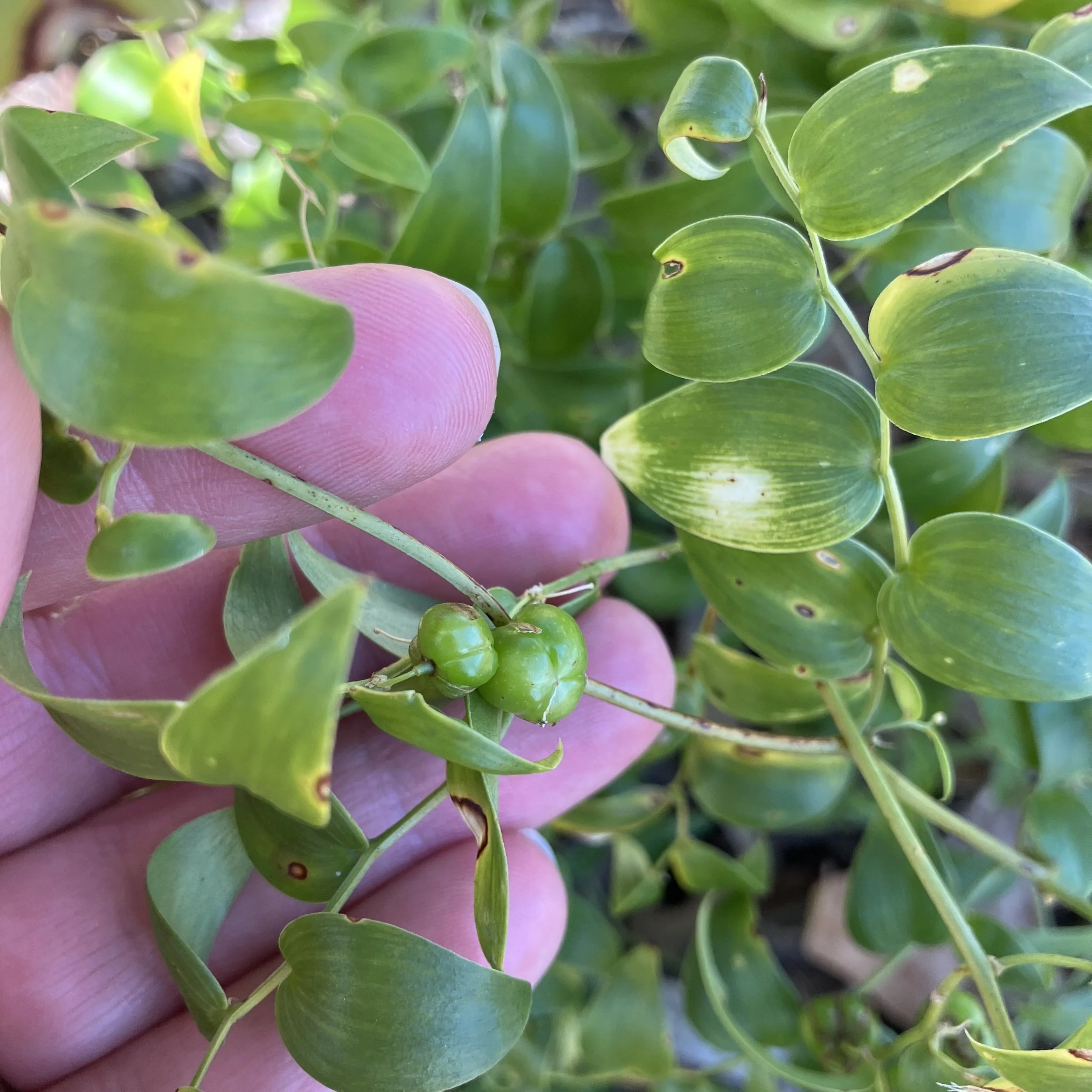 Bridal Creeper