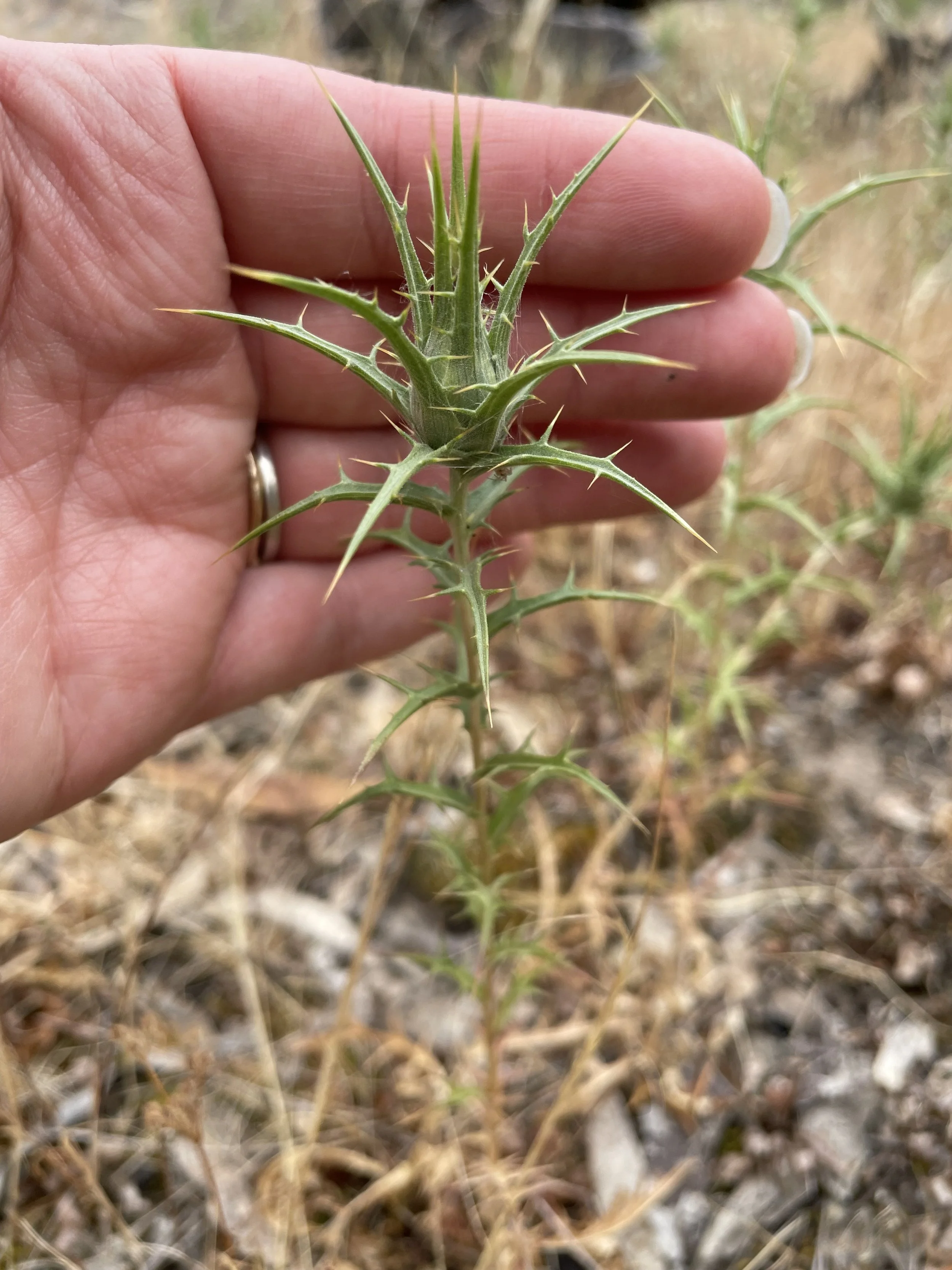 Saffron Thistle