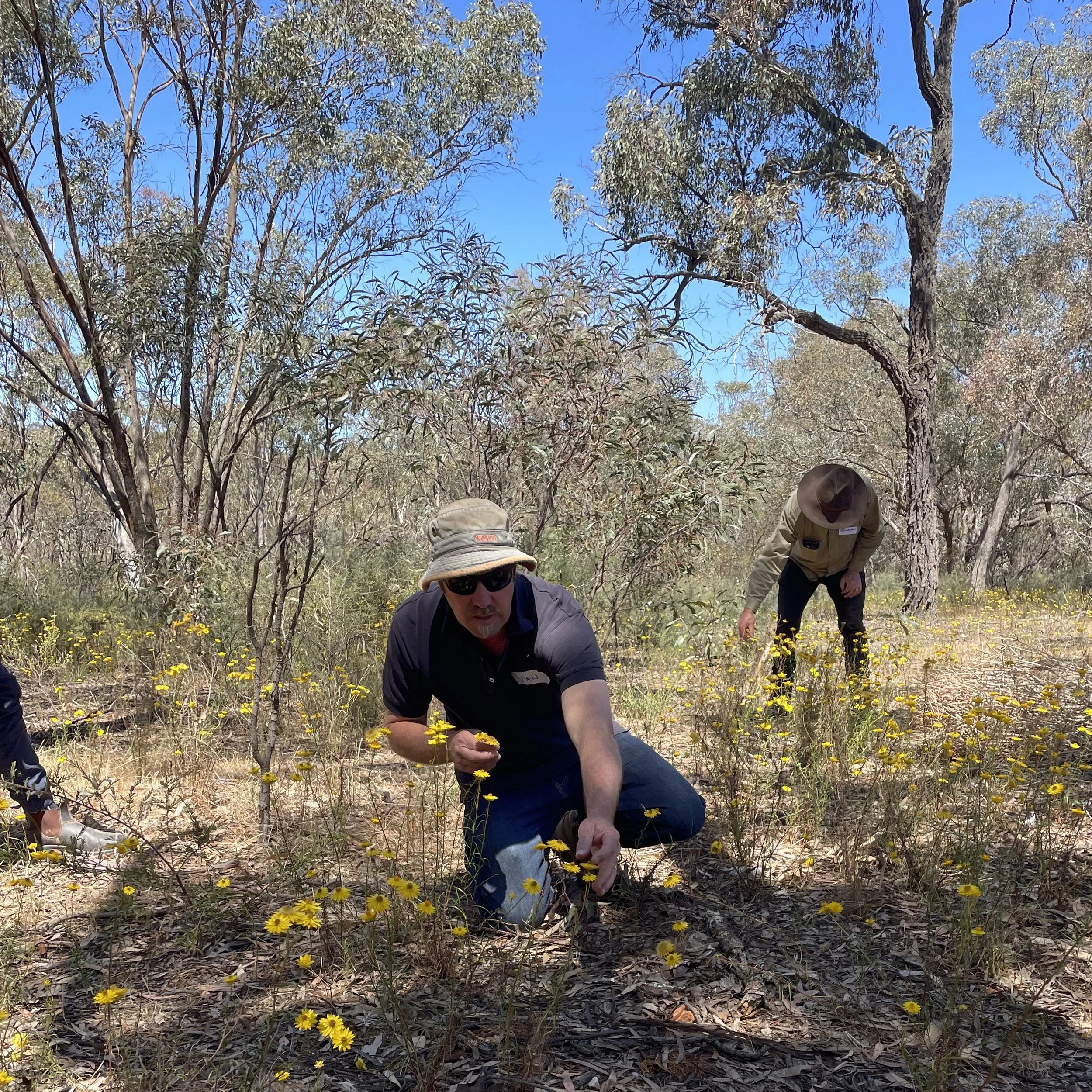 Dan discusses seed collection in the field