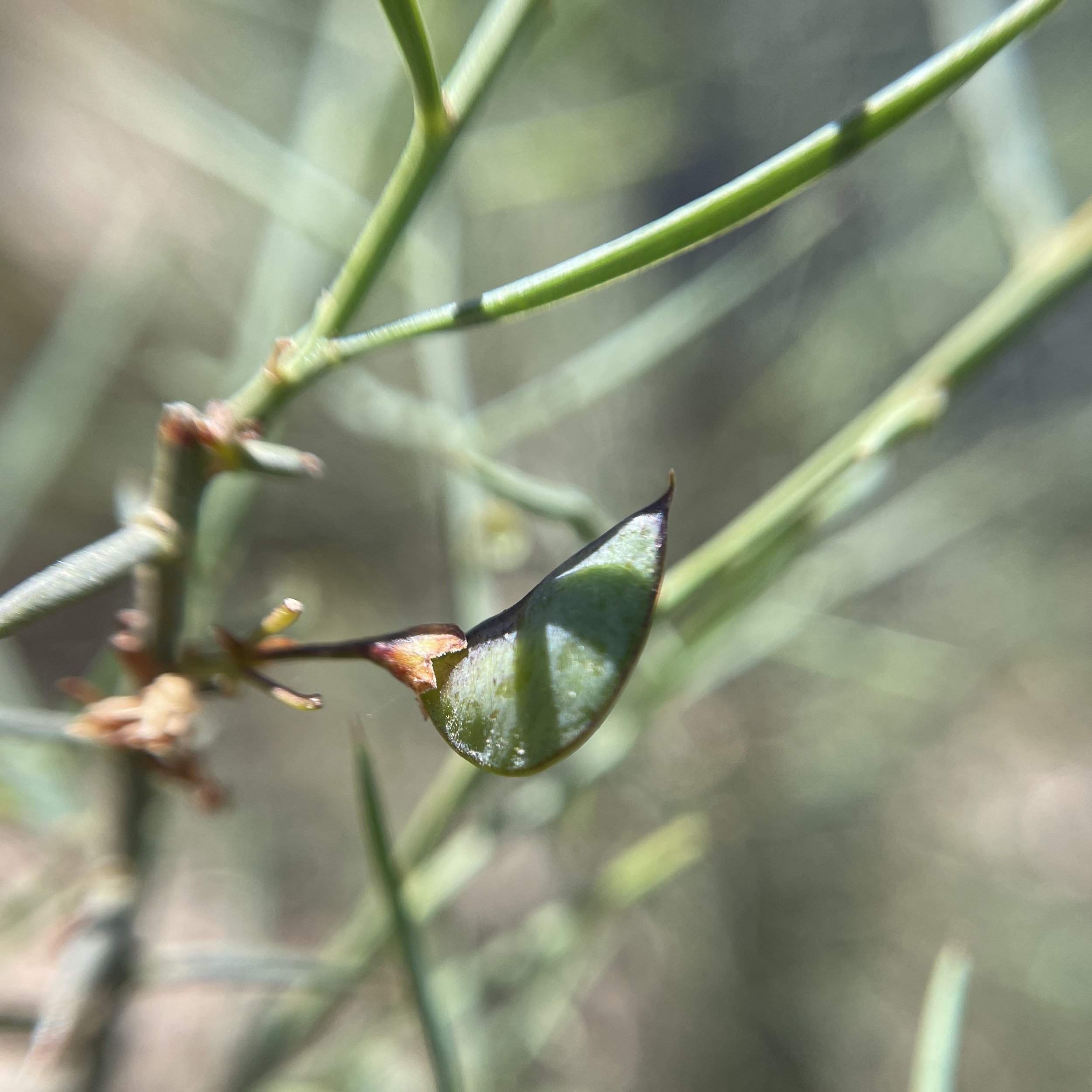 Bitter pea (Daviesia) seed pod