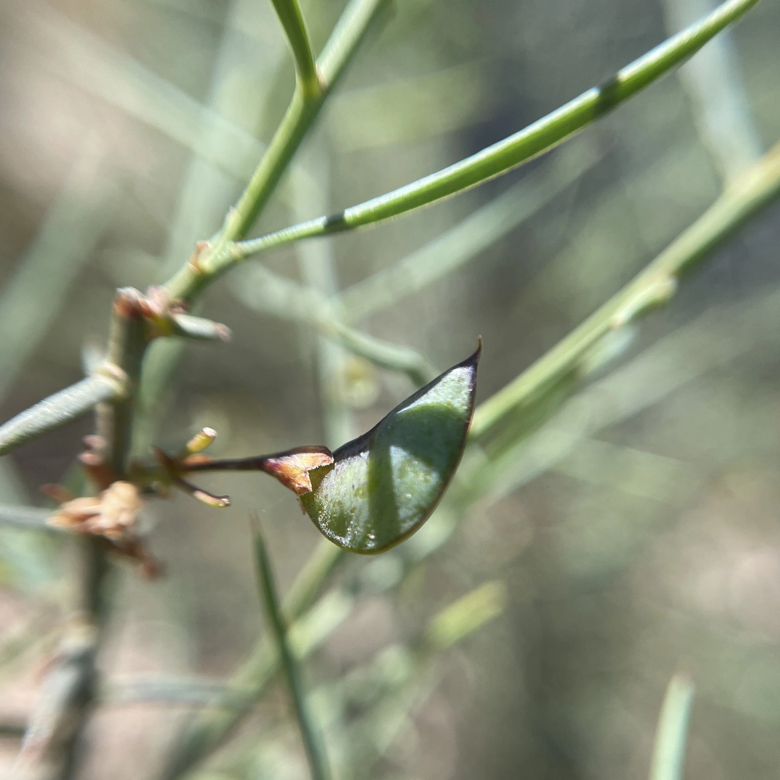 Bitter pea (Daviesia) seed pod