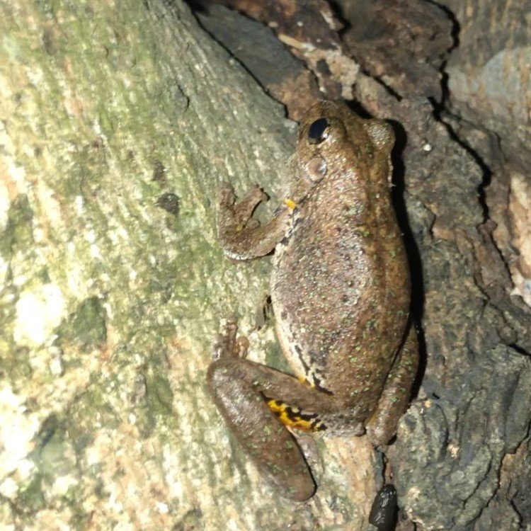 Peron's Tree Frog. Photo: Adrian Tyler