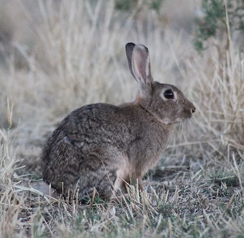European Rabbit (Photo: Chris Lane)