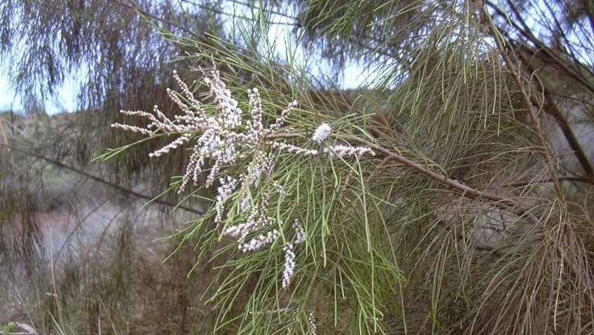 Athel Pine/Tamarisk