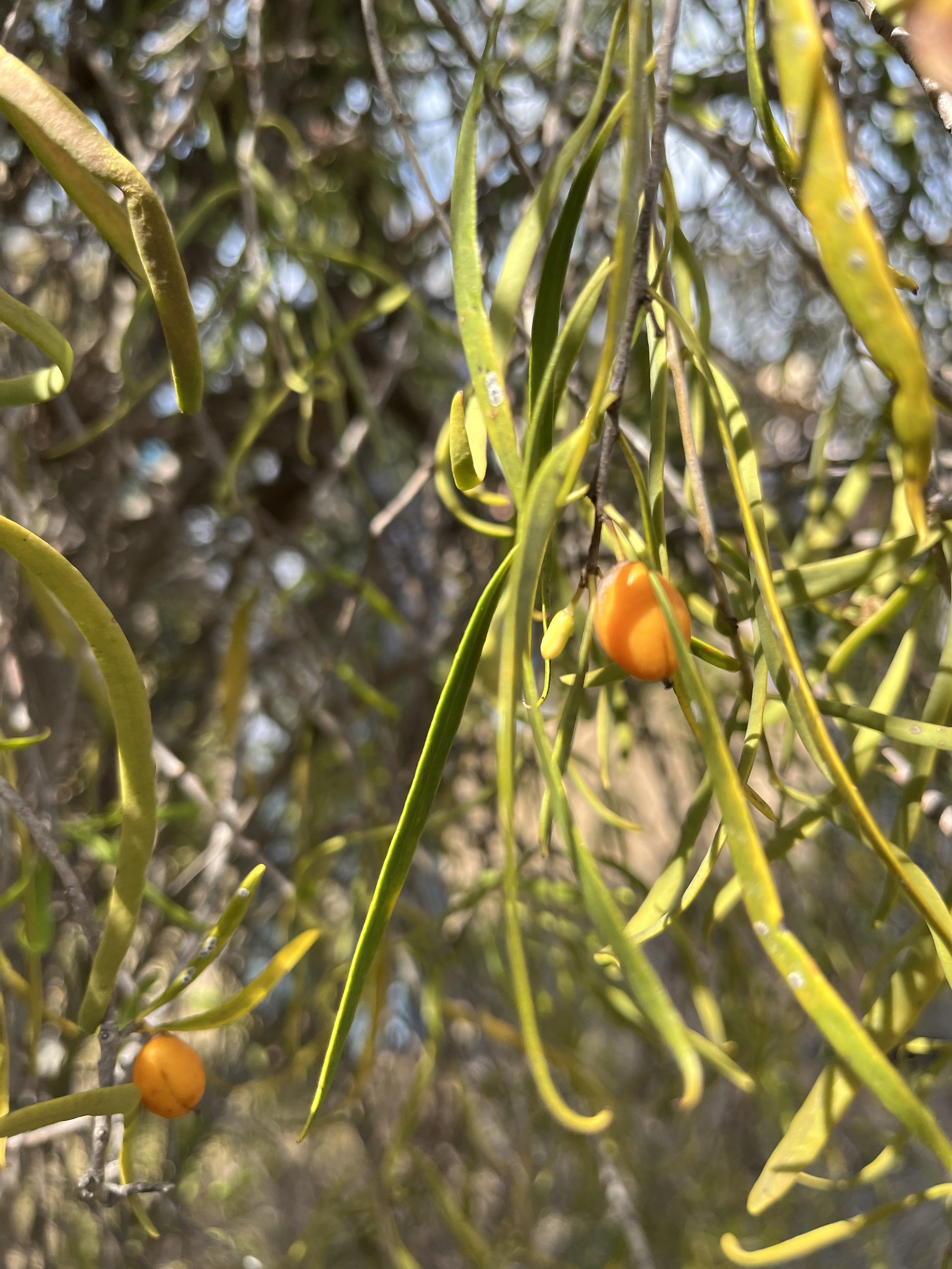 Native apricot (host plant)