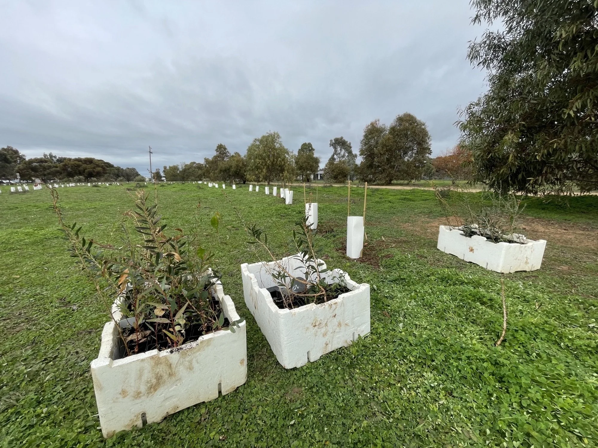 Murtoa8.jpeg