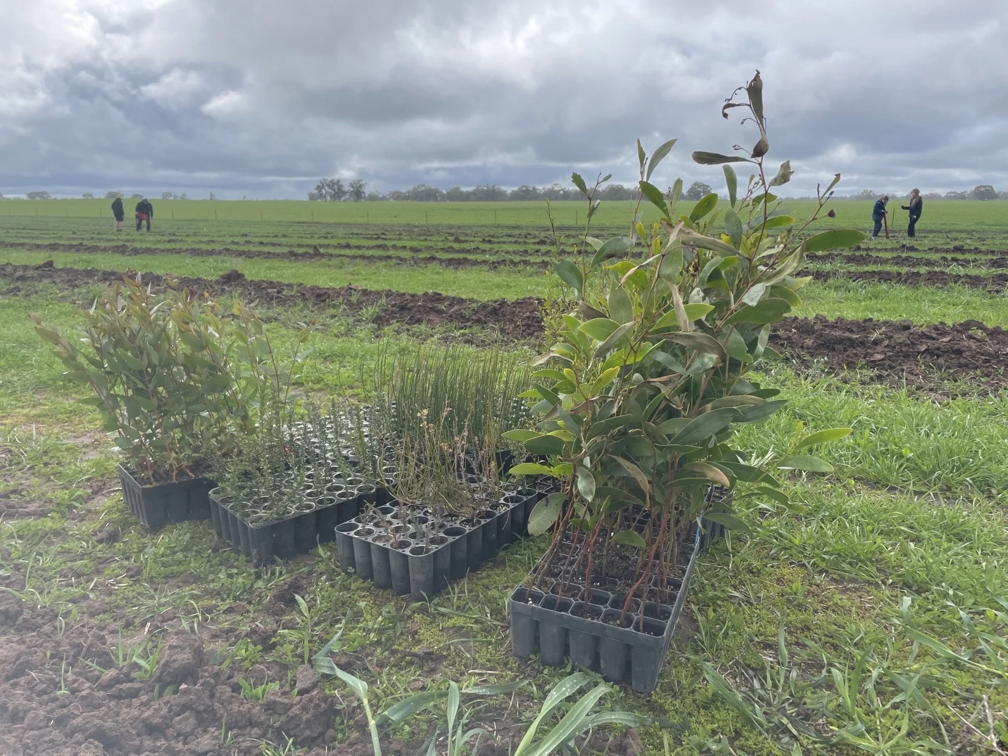 PlantOut2025 8.jpeg