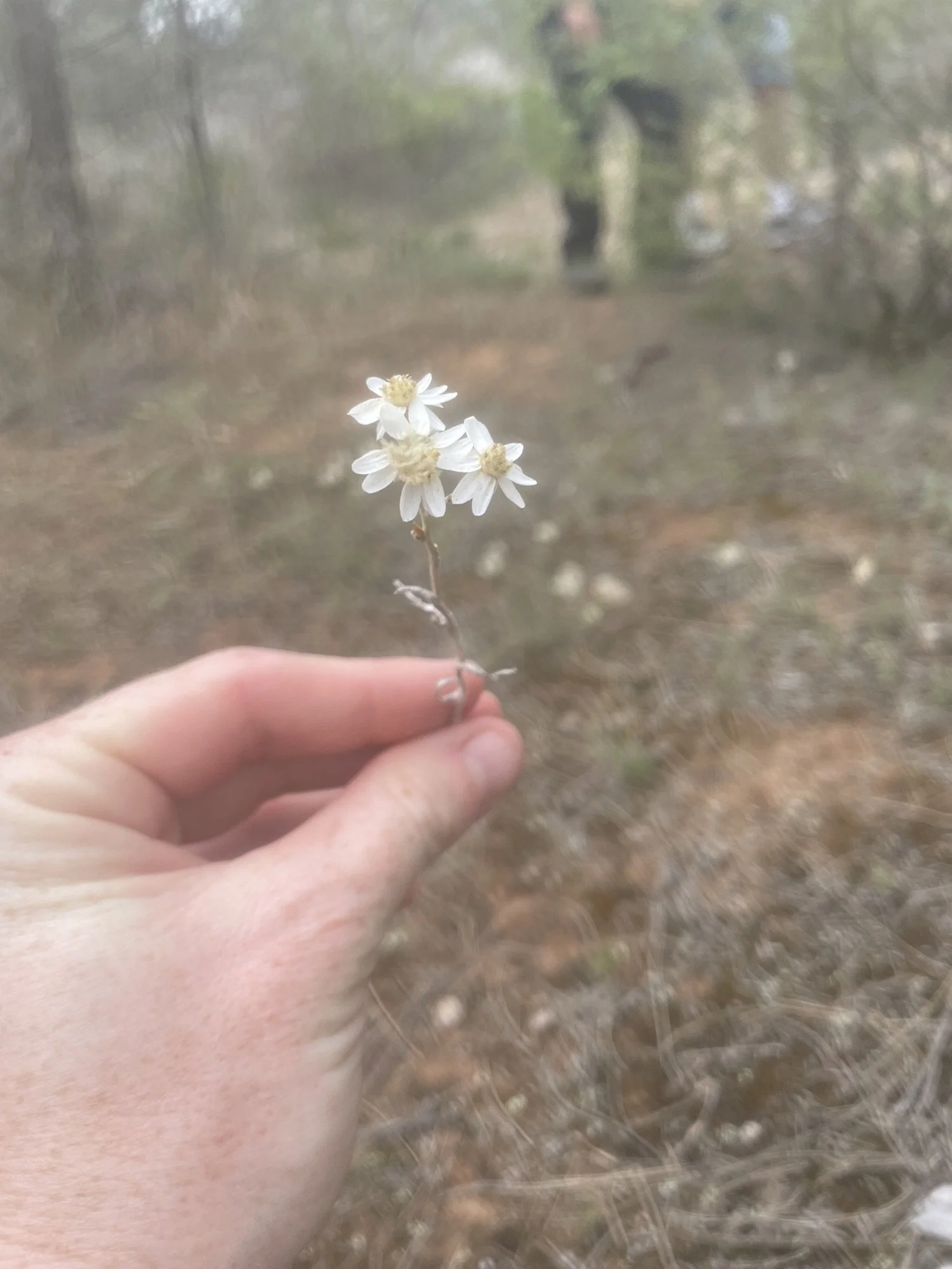Yarrilinks 2025 AGM and field tour