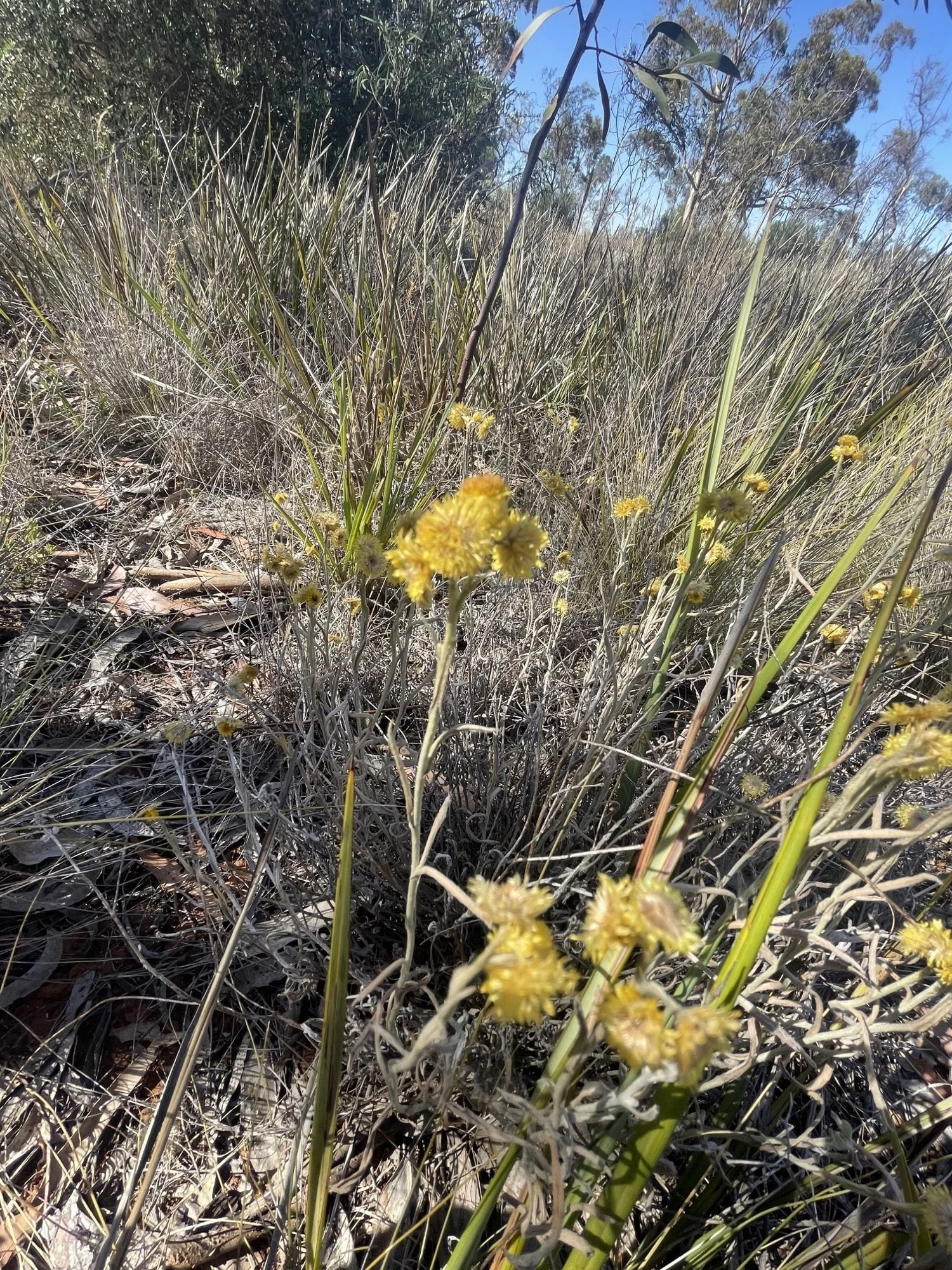 Grassland day.jpegb.jpeg