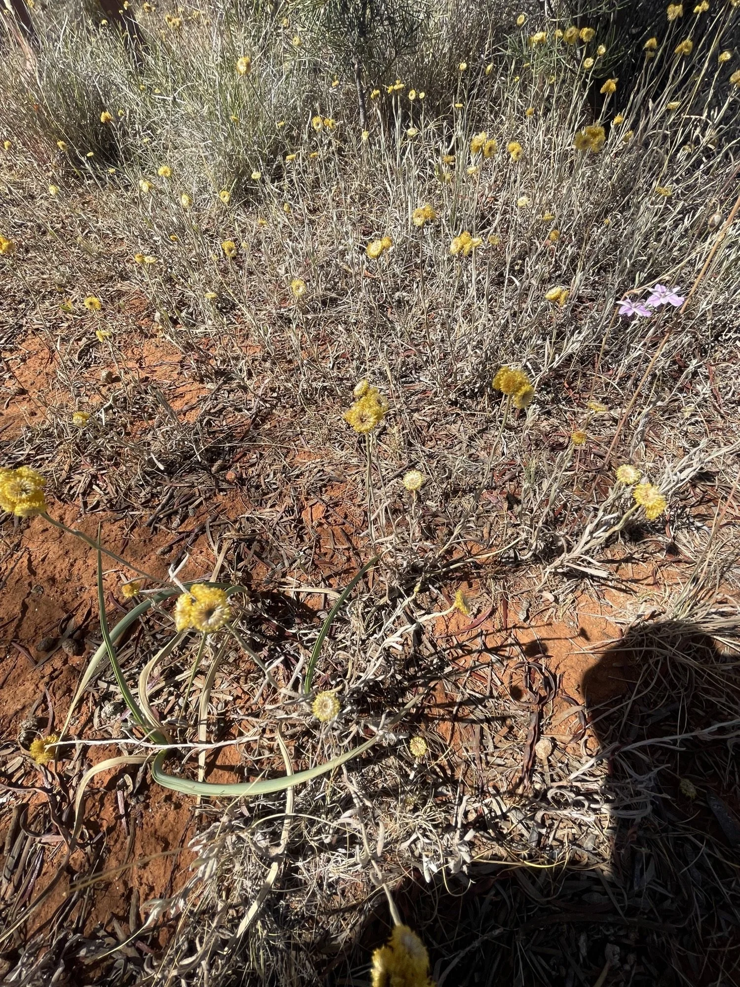 Grassland day.jpegc.jpeg