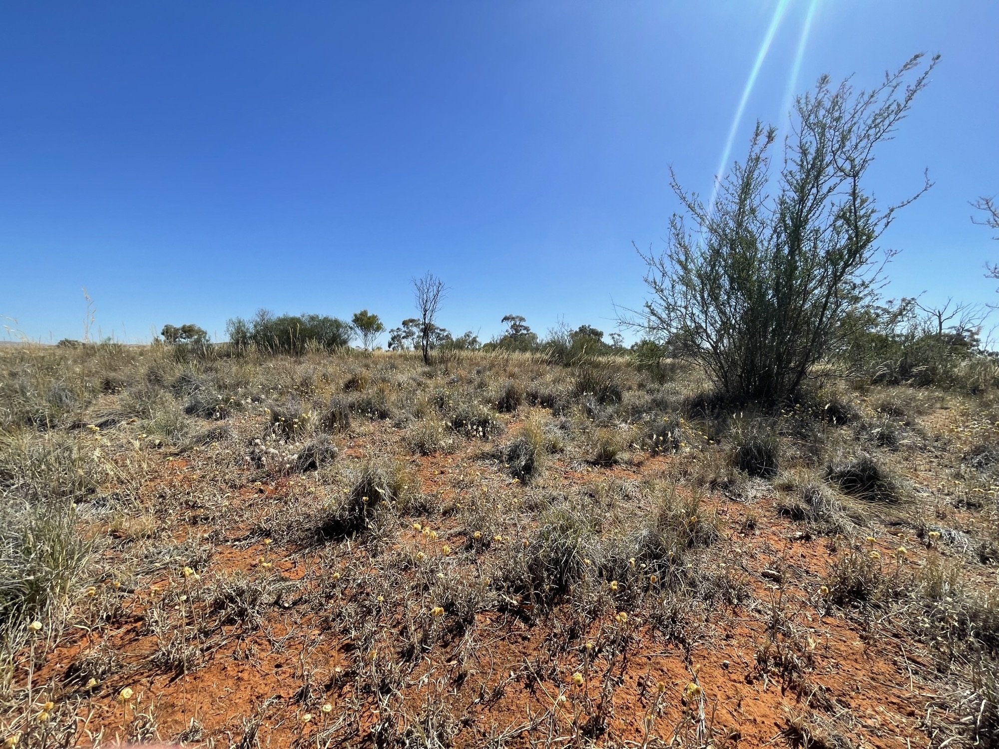 Grassland day.jpege.jpeg