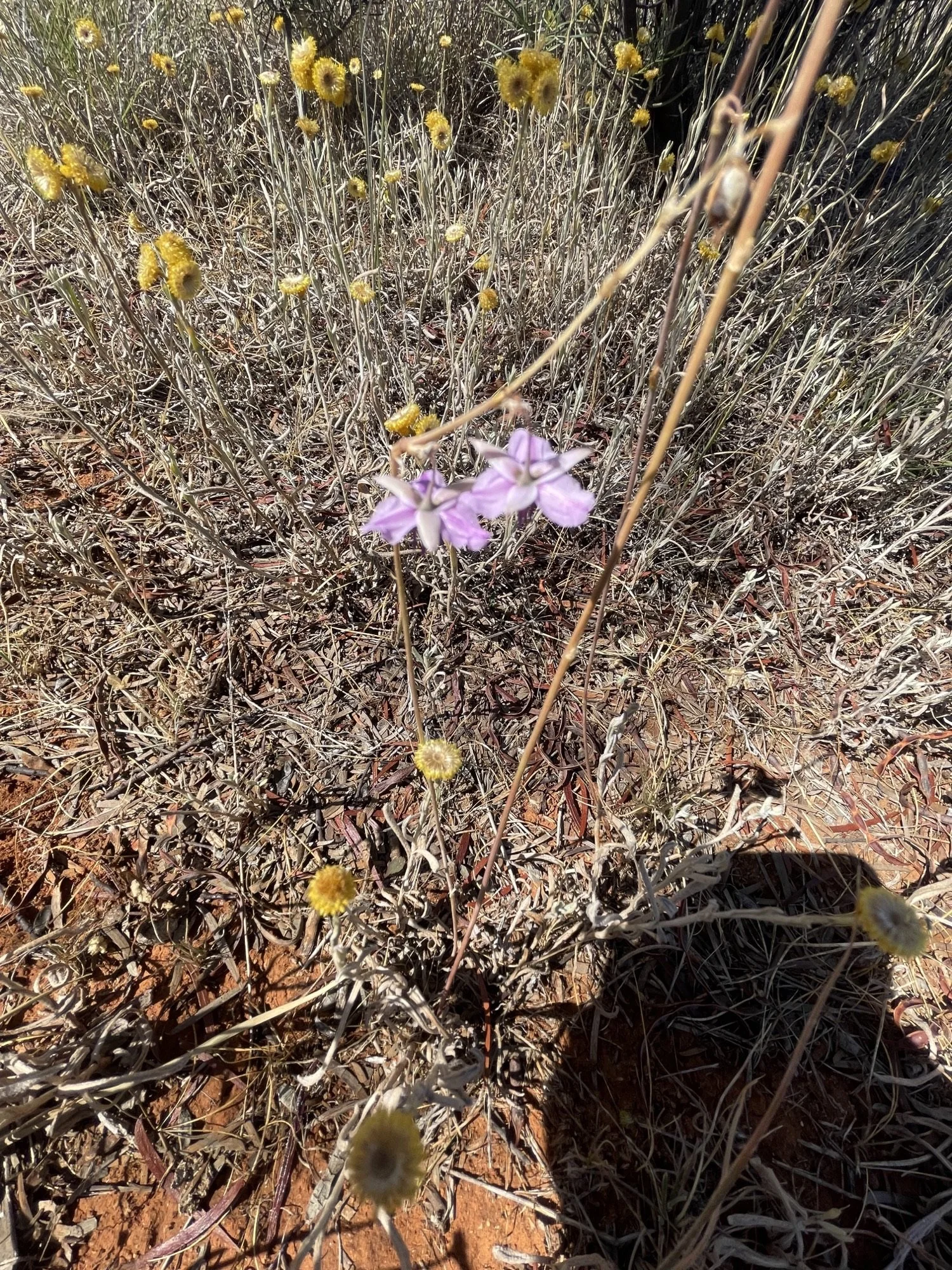 Grassland day.jpegf.jpeg