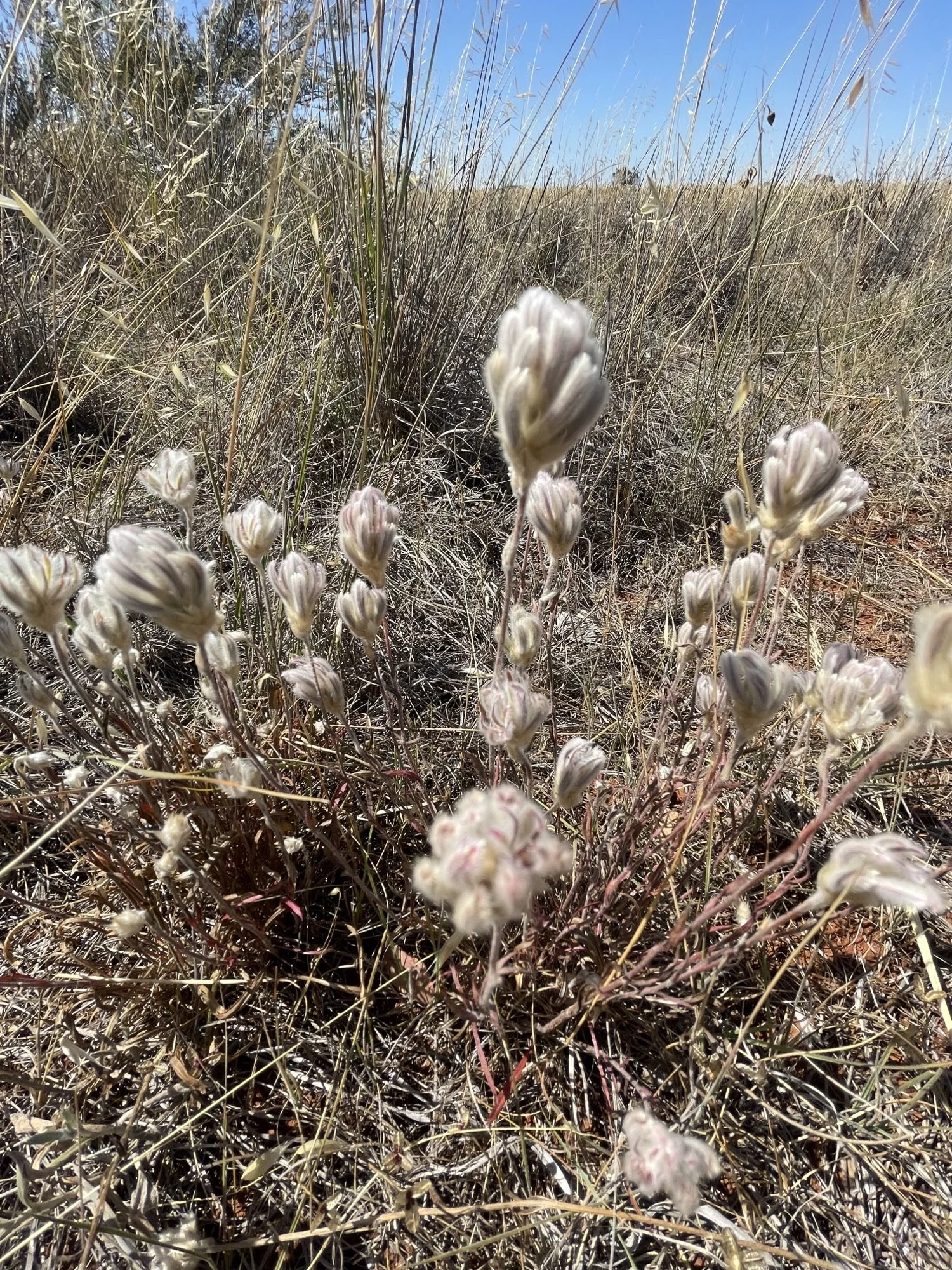 Grassland day.jpegg.jpeg